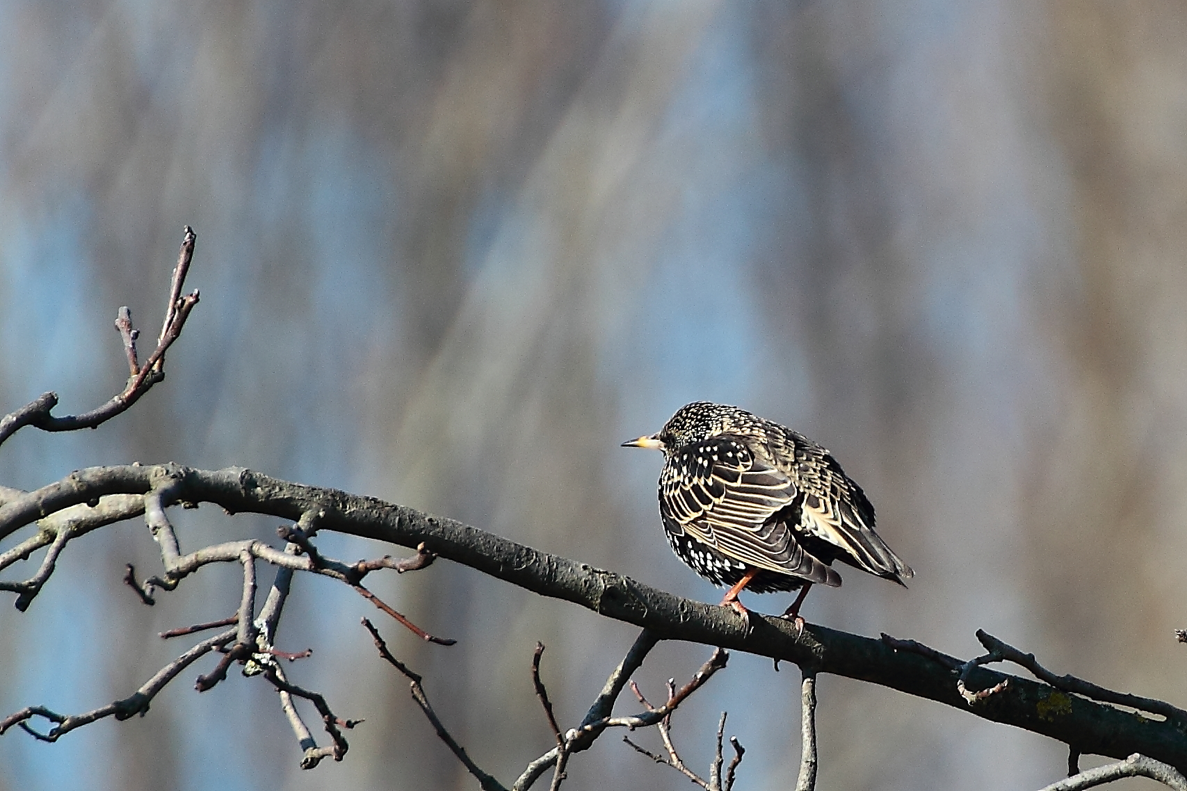 reversal embroidered
