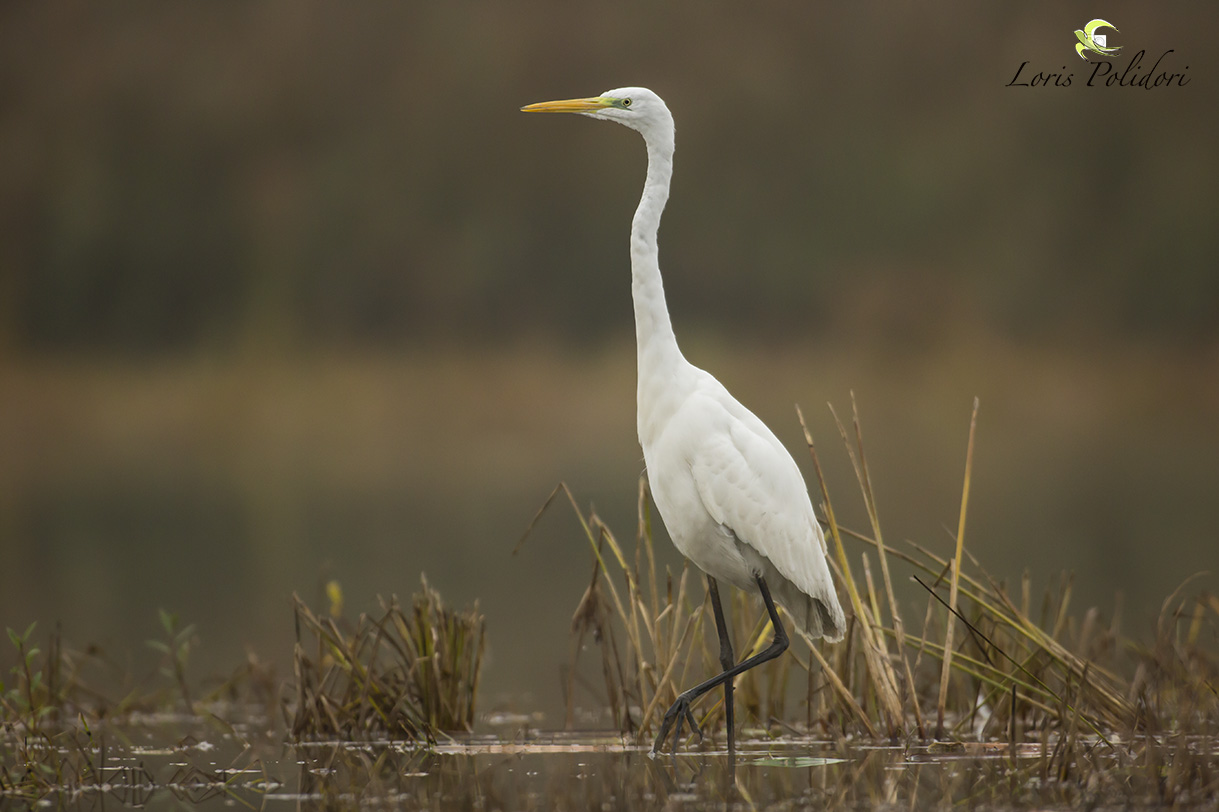 airone bianco maggiore