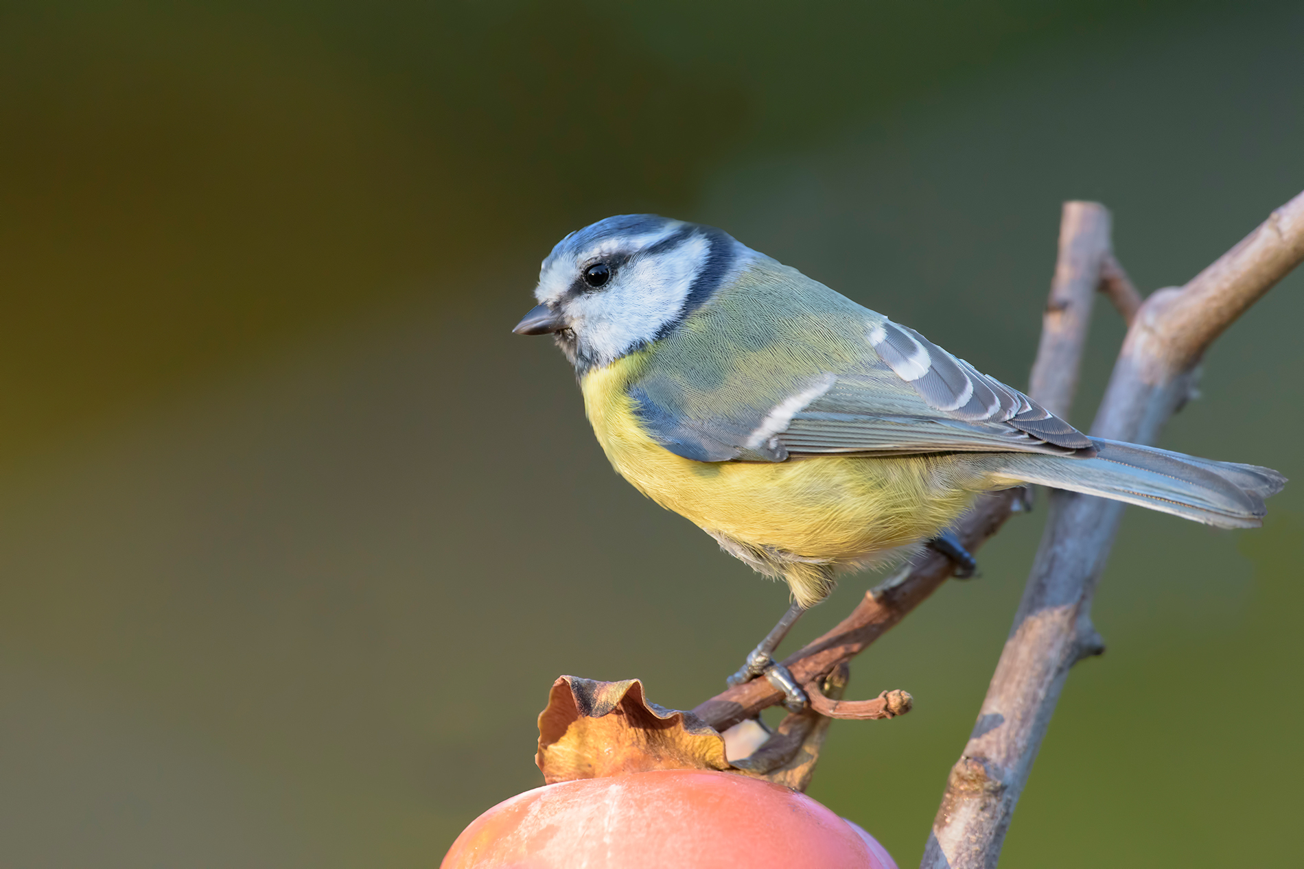 tit on persimmon