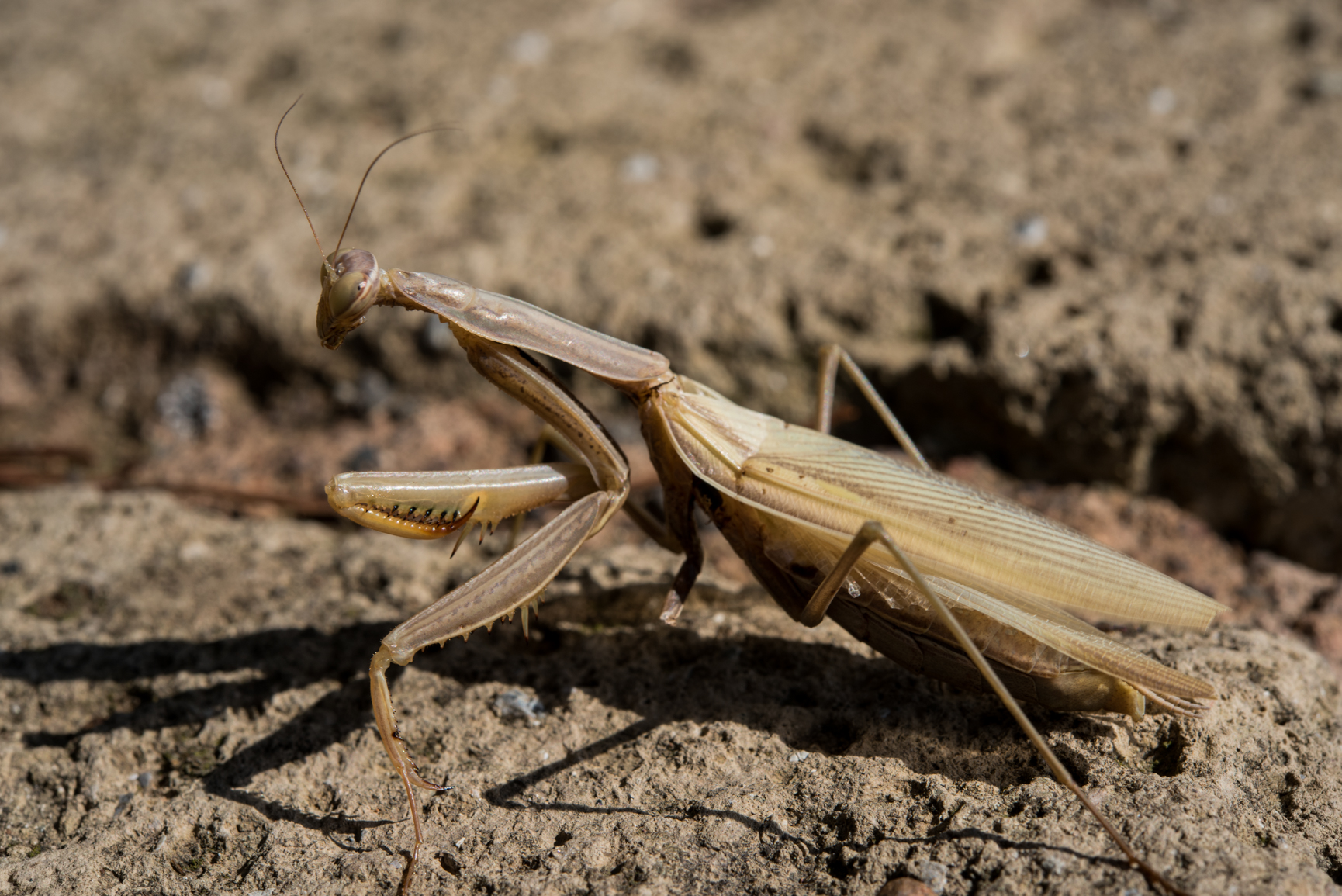 Taking a little walk