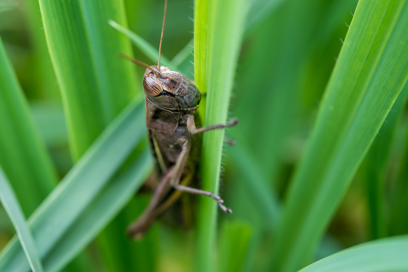 Mmm ... shall I trust you?