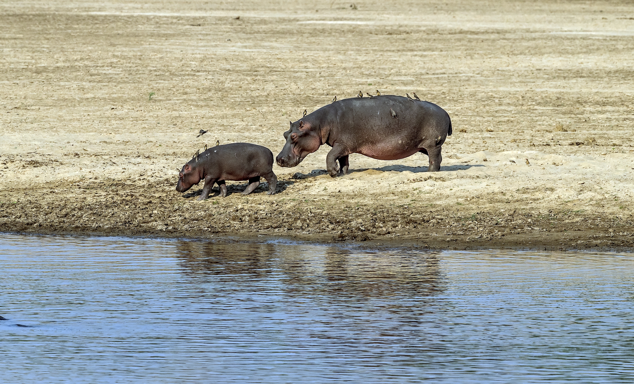 Zambia 2015 - Ippo e uccellini