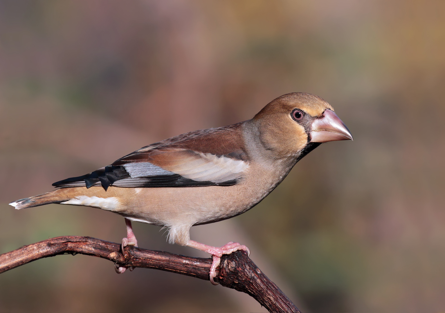 Grosbeak