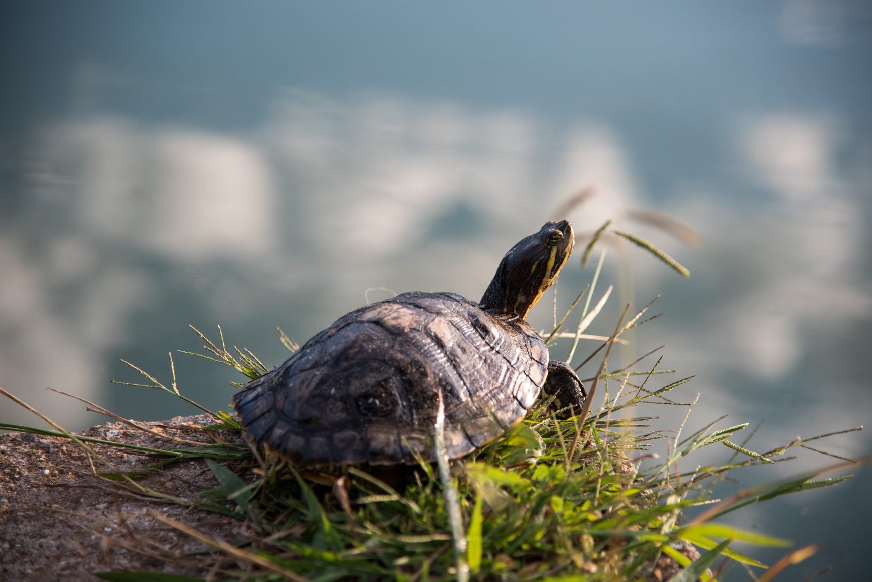 Turtle getting some sun