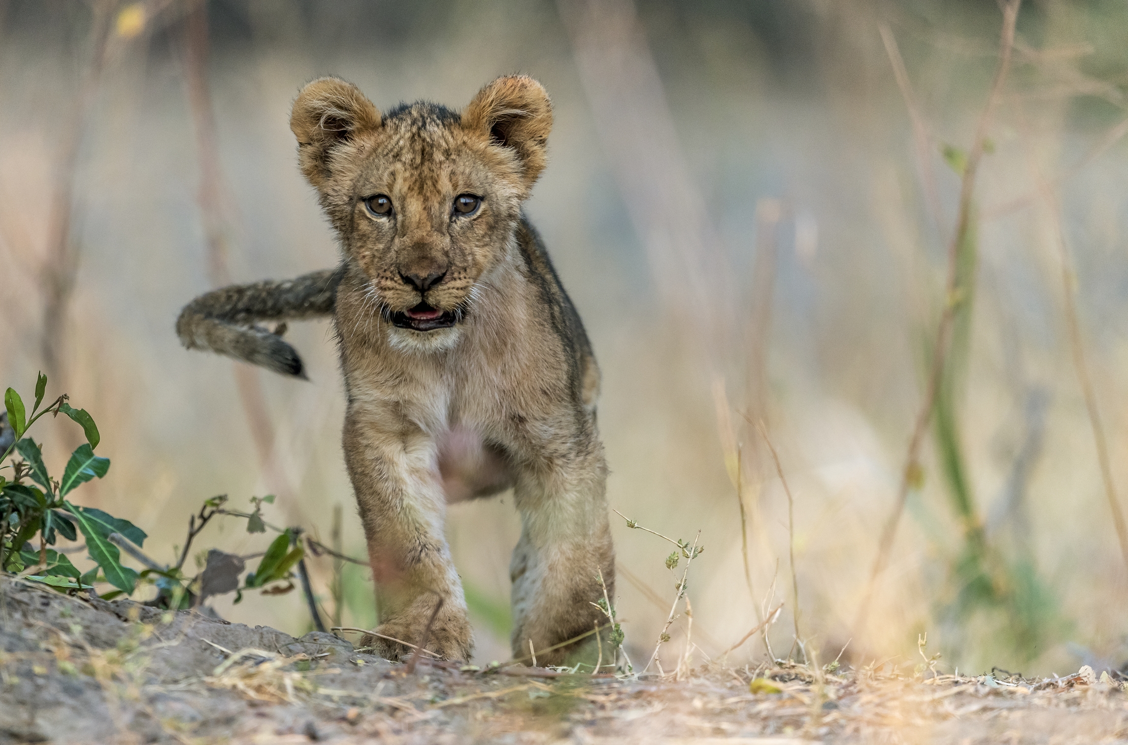 Zambia 2015 - Cucciolo