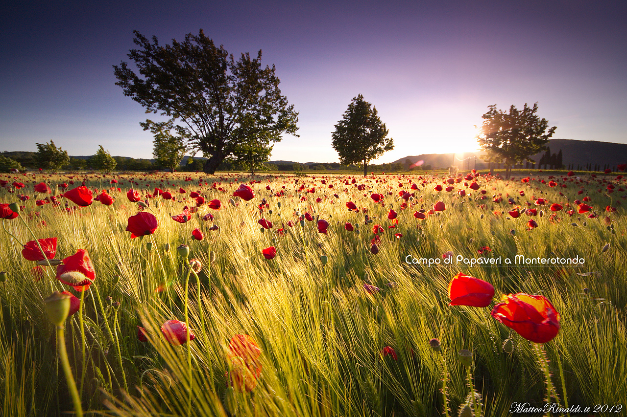 Field of Poppies