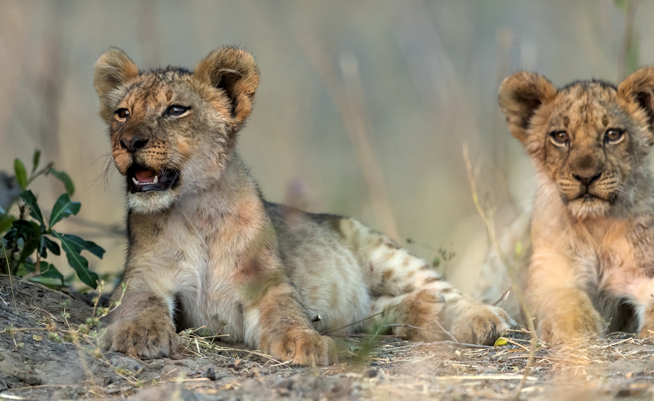 Zambia 2015 - Cuccioli