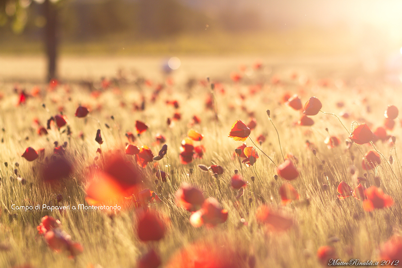 Dreaming between the poppies