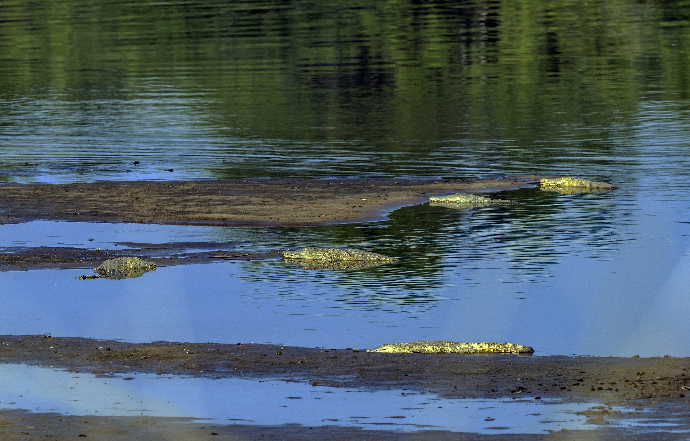 Zambia 2015 - Cocco nel Luangwa