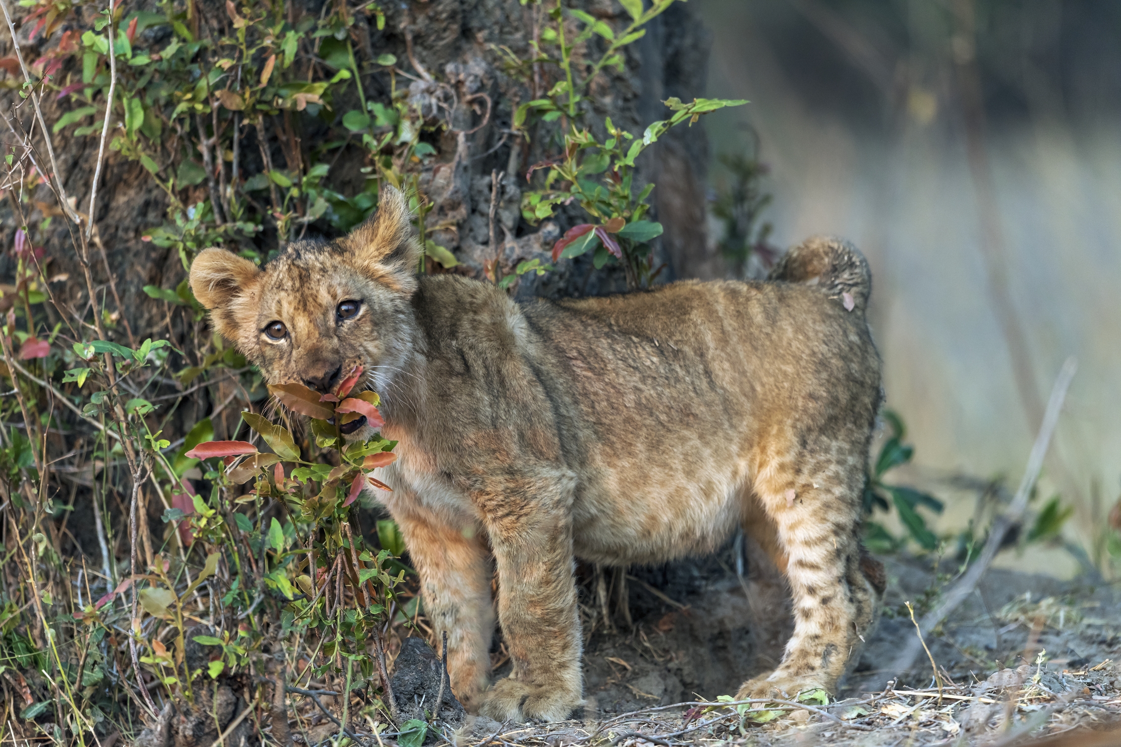 Zambia 2015 - Cucciolo