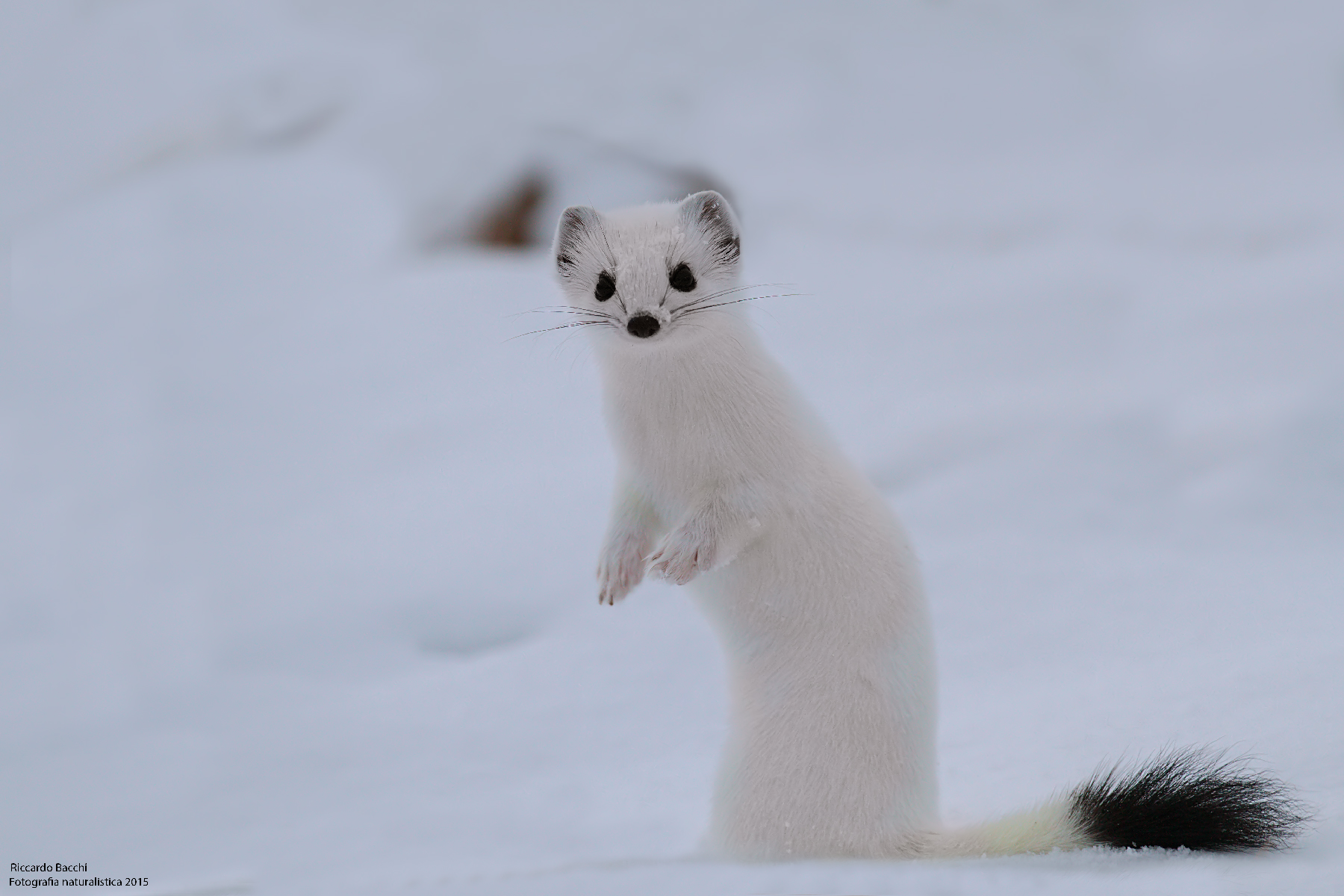 Ermellino in Abito Invernale