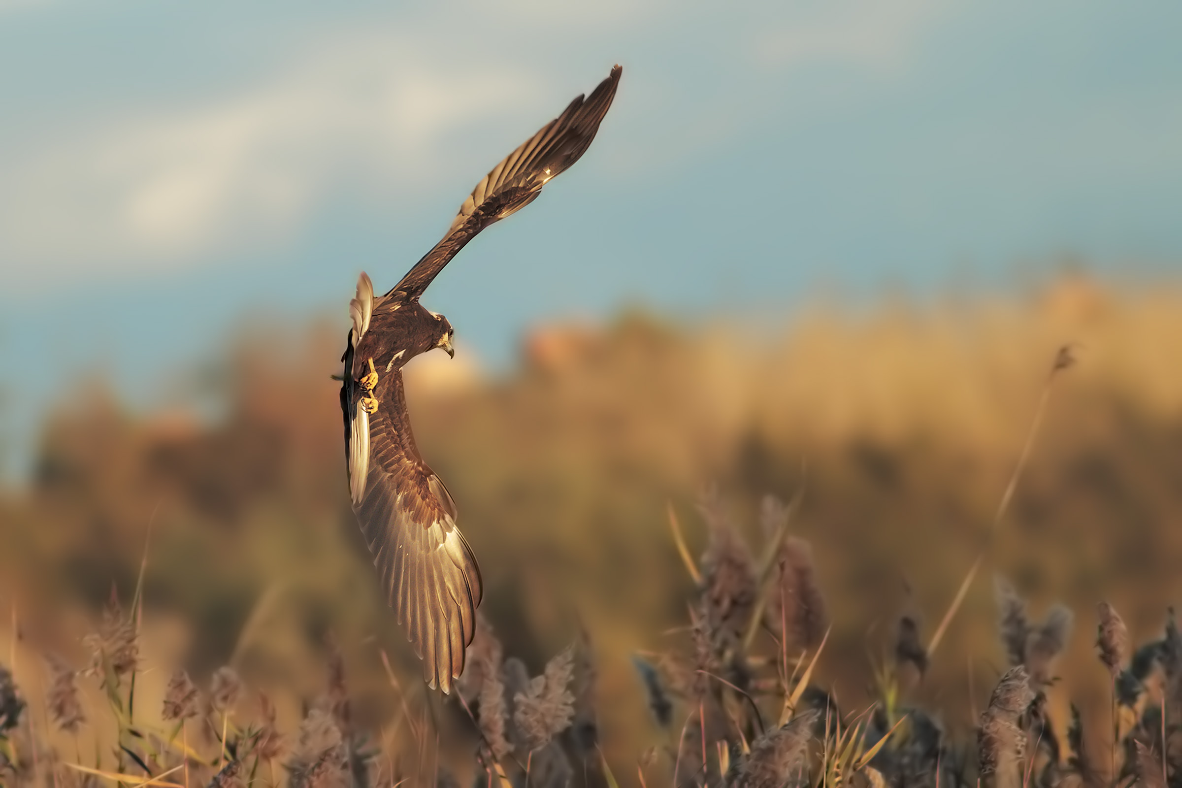 Virata improvisa ( Falco di Palude )