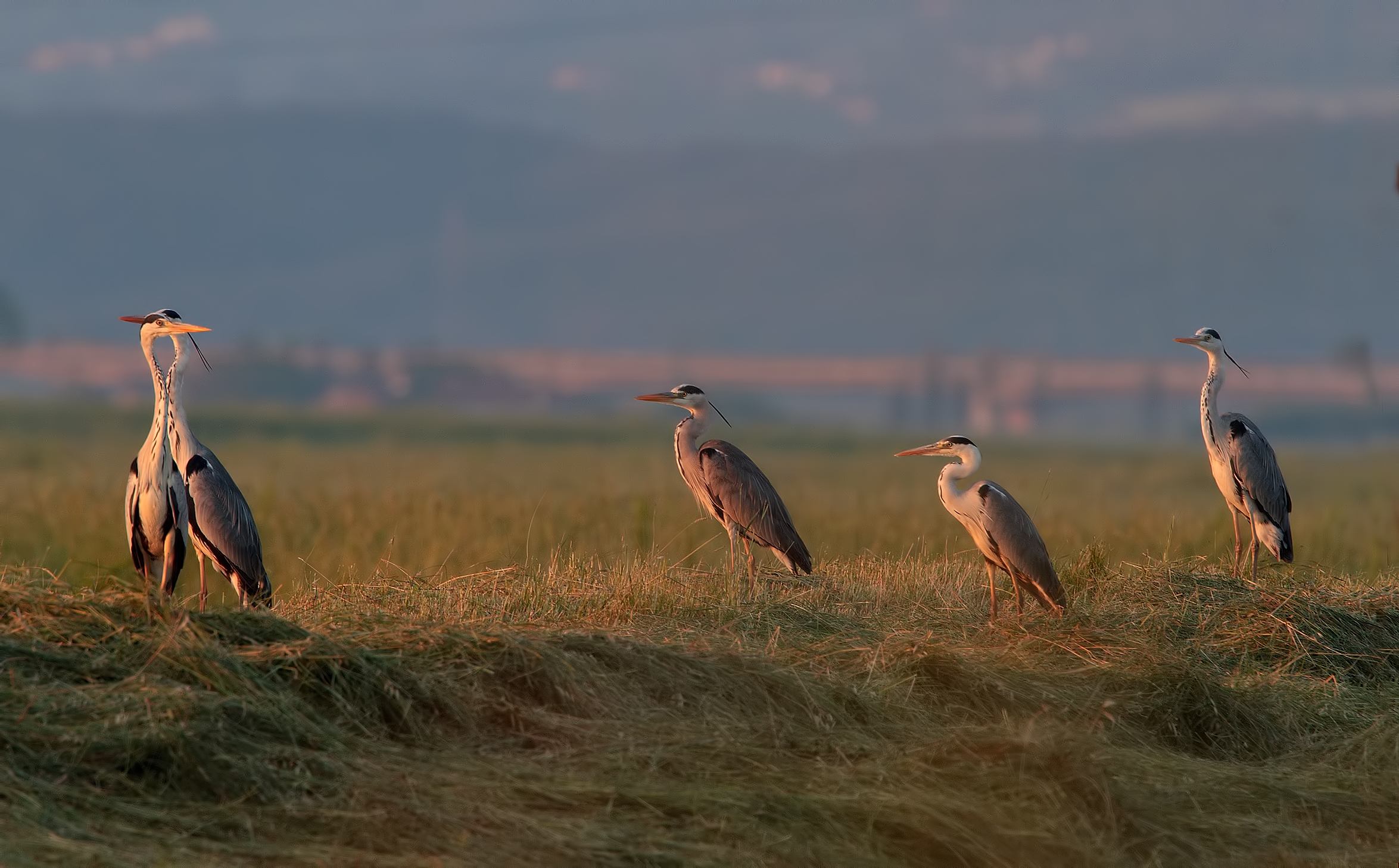 Secret meeting eye to the lights