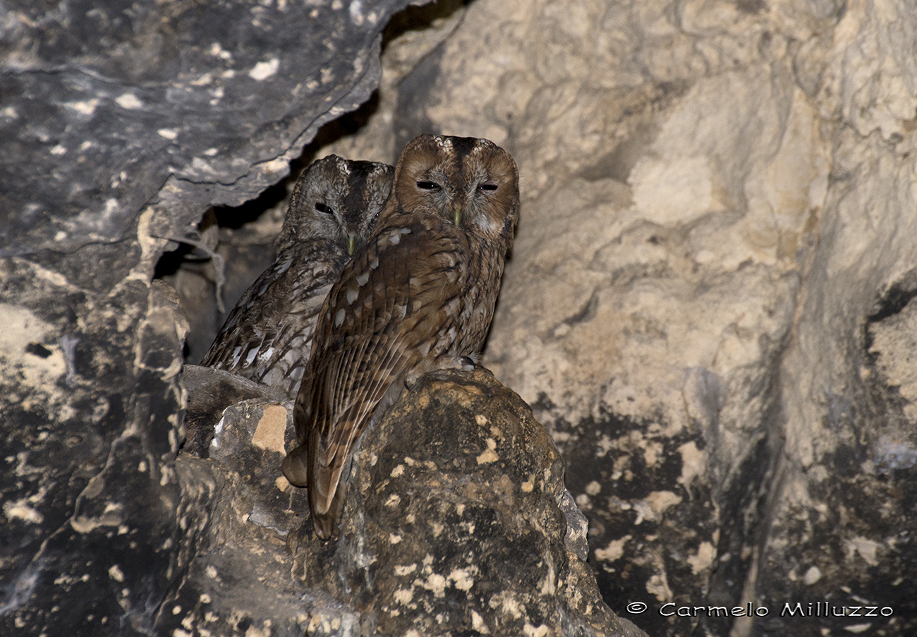 Pair of Allocchi - Tawny Owl -