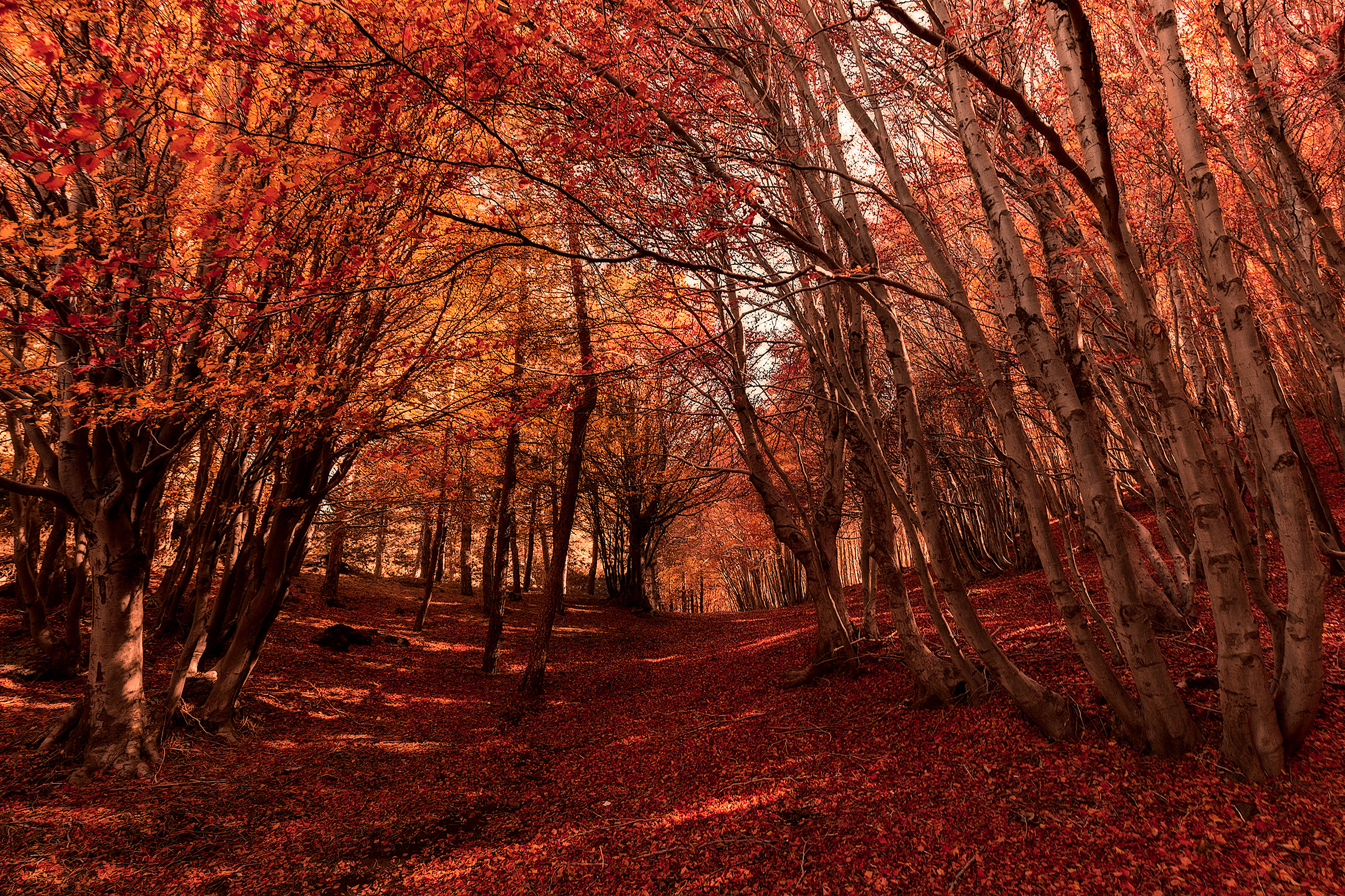 Last remnants of autumn