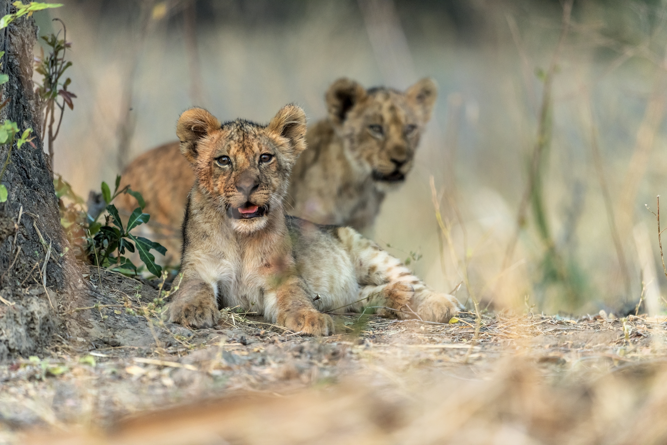 Zambia 2015 - Cuccioli