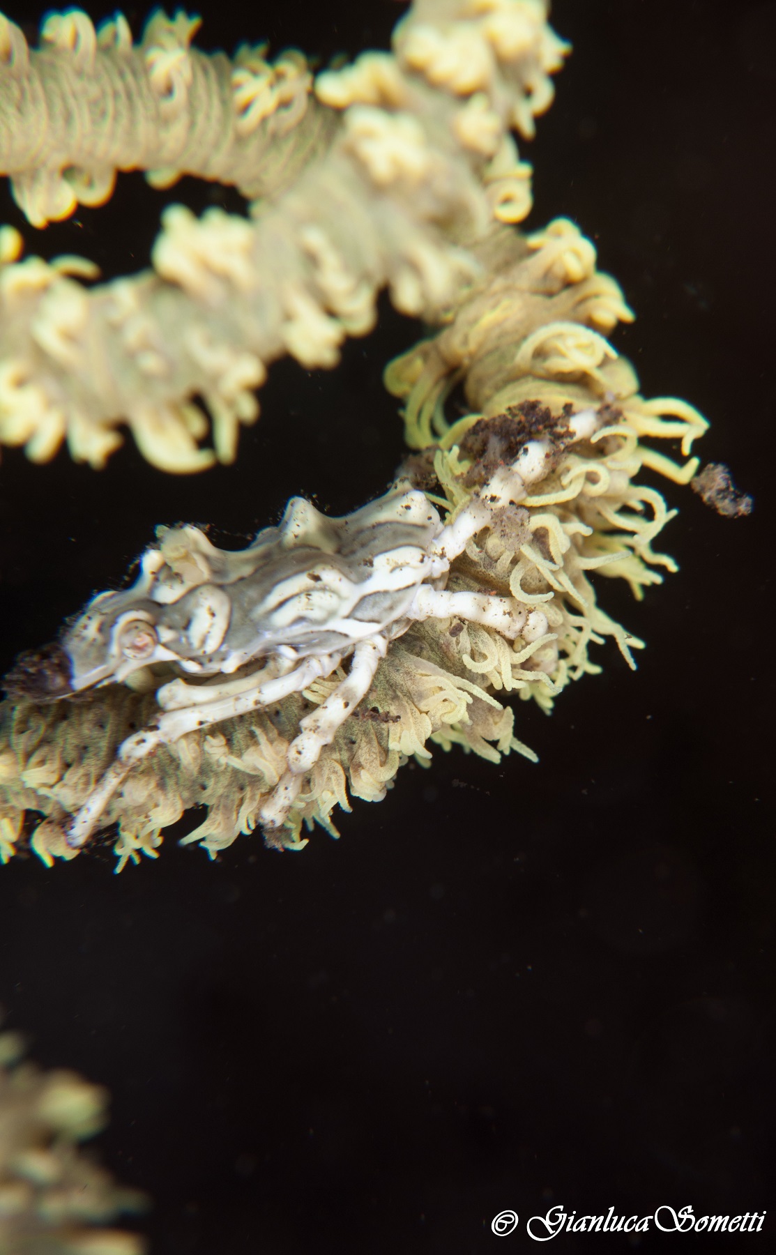 wire coral crab