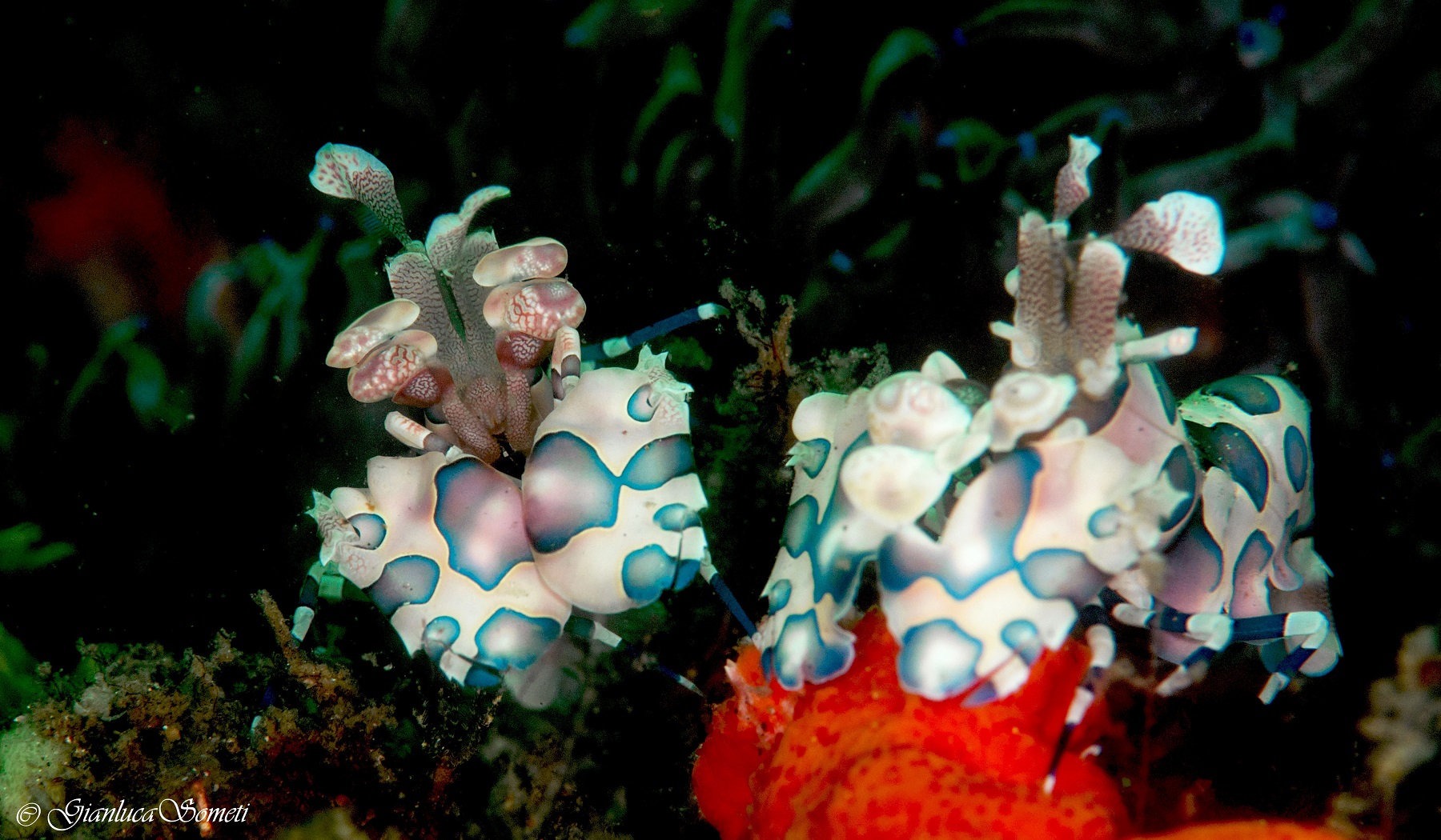 harlequin shirmps - the couple