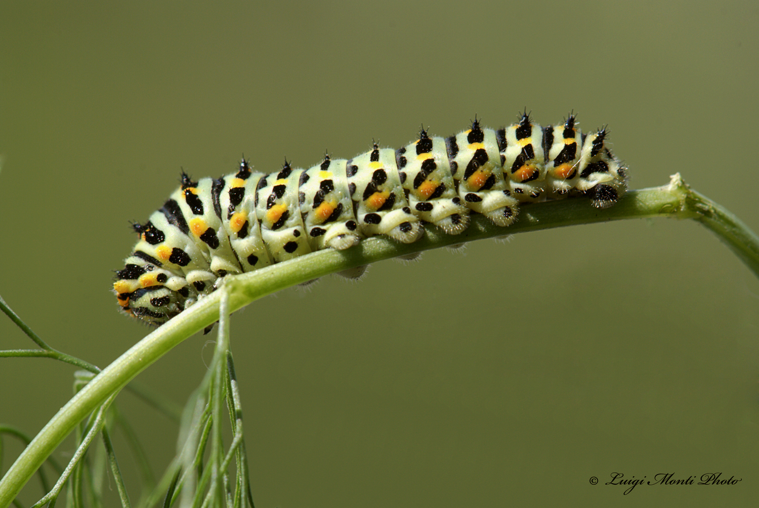 Model Spring / Summer 2012