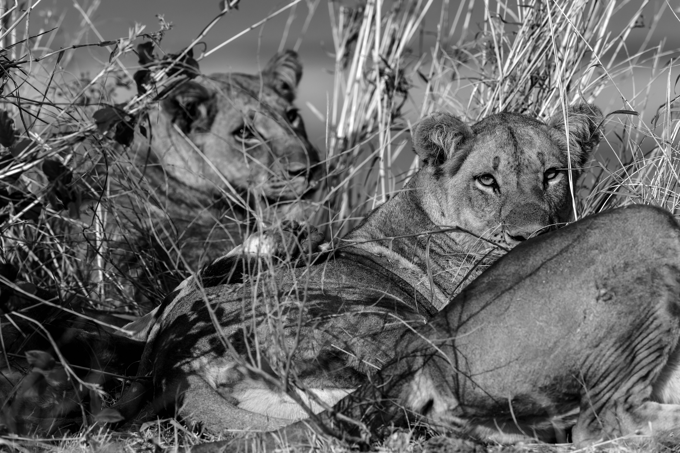 Zambia 2015 - Sul Luangwa B&W