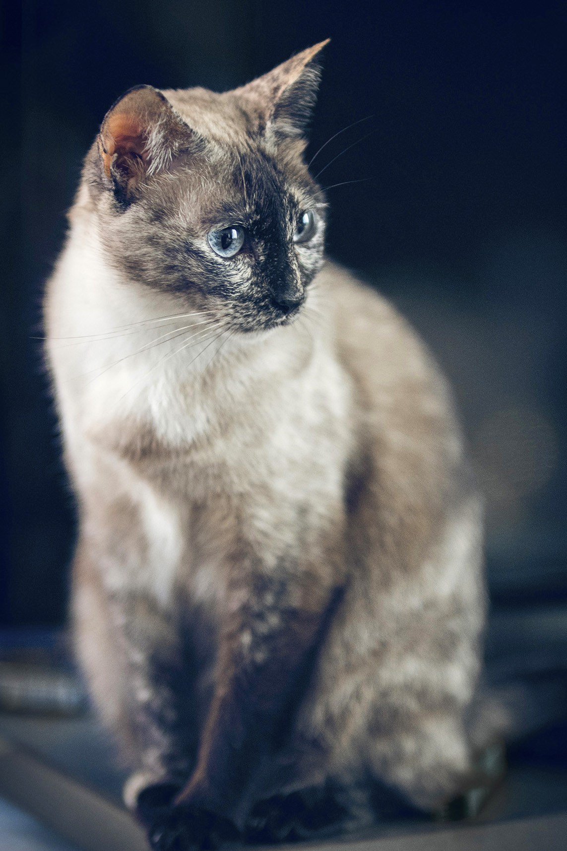 Siamese