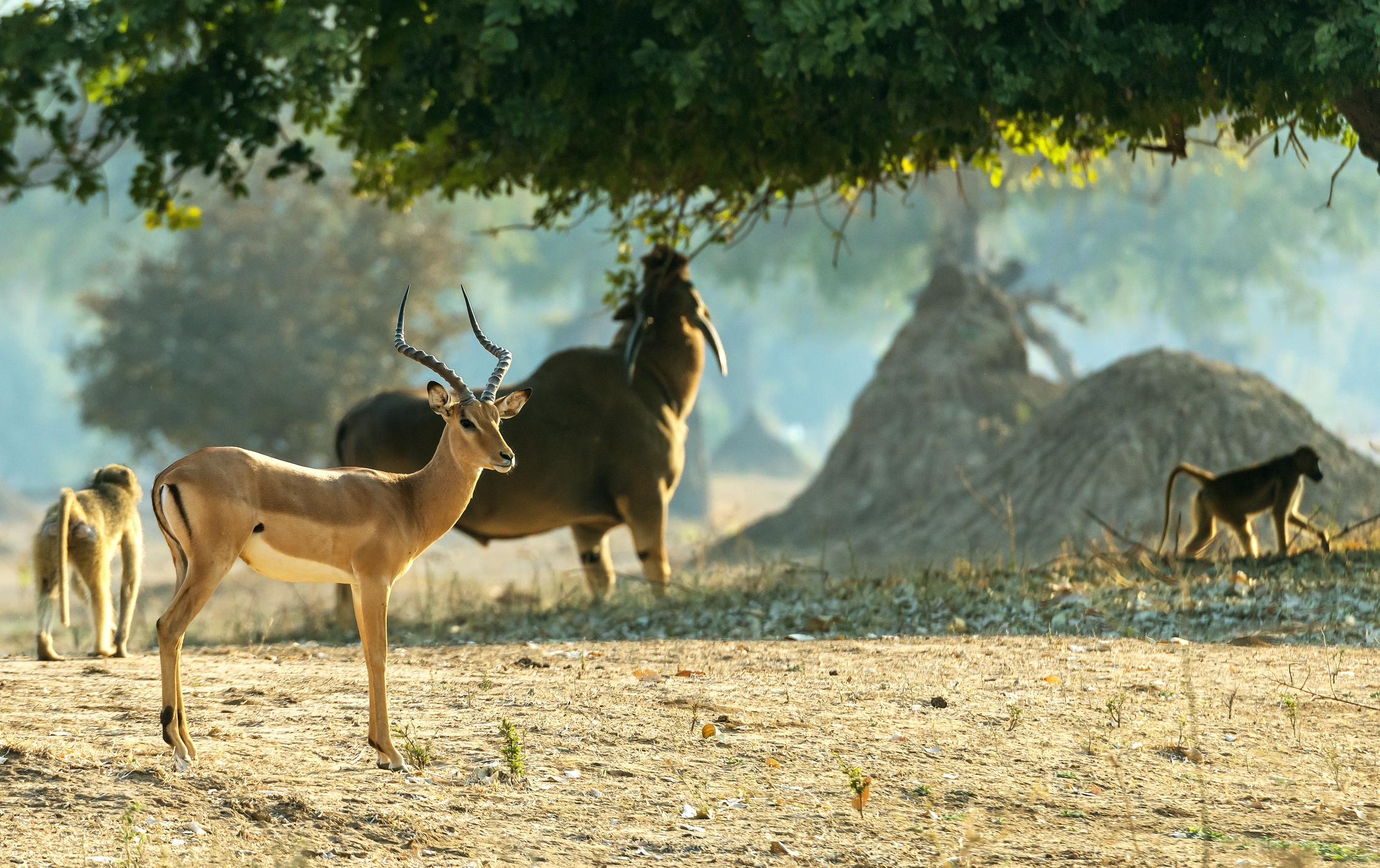 Zimbawe 2015 - All'alba