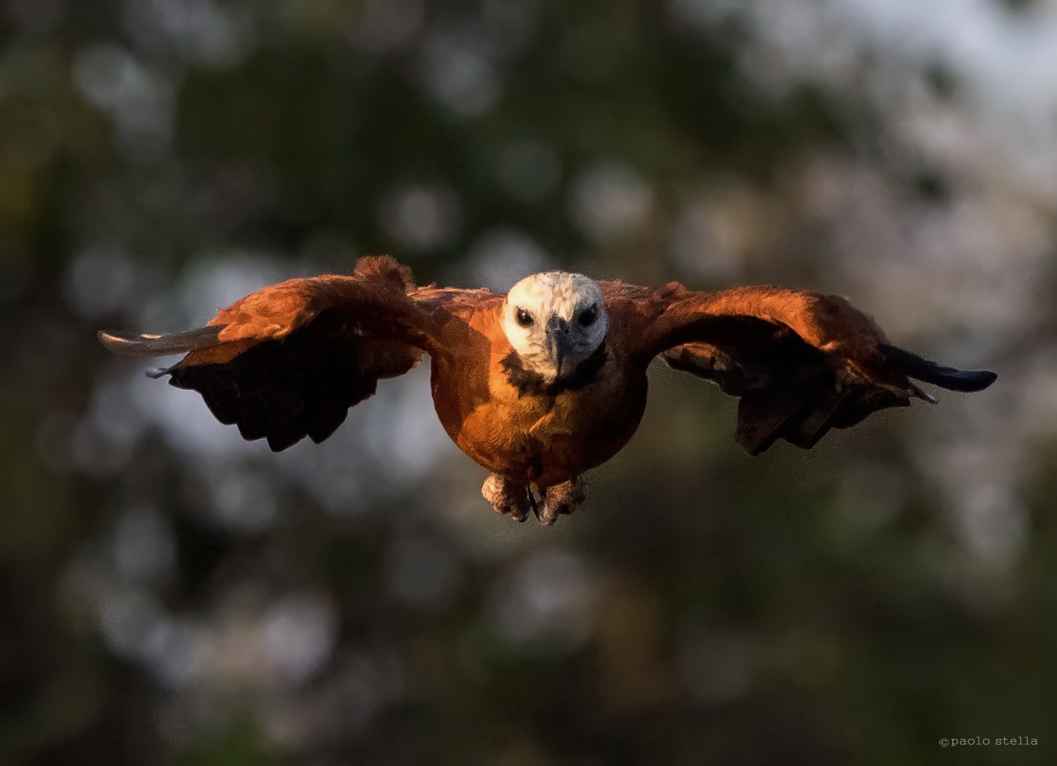 Black-collared hawk (Busarellus nigricollis)