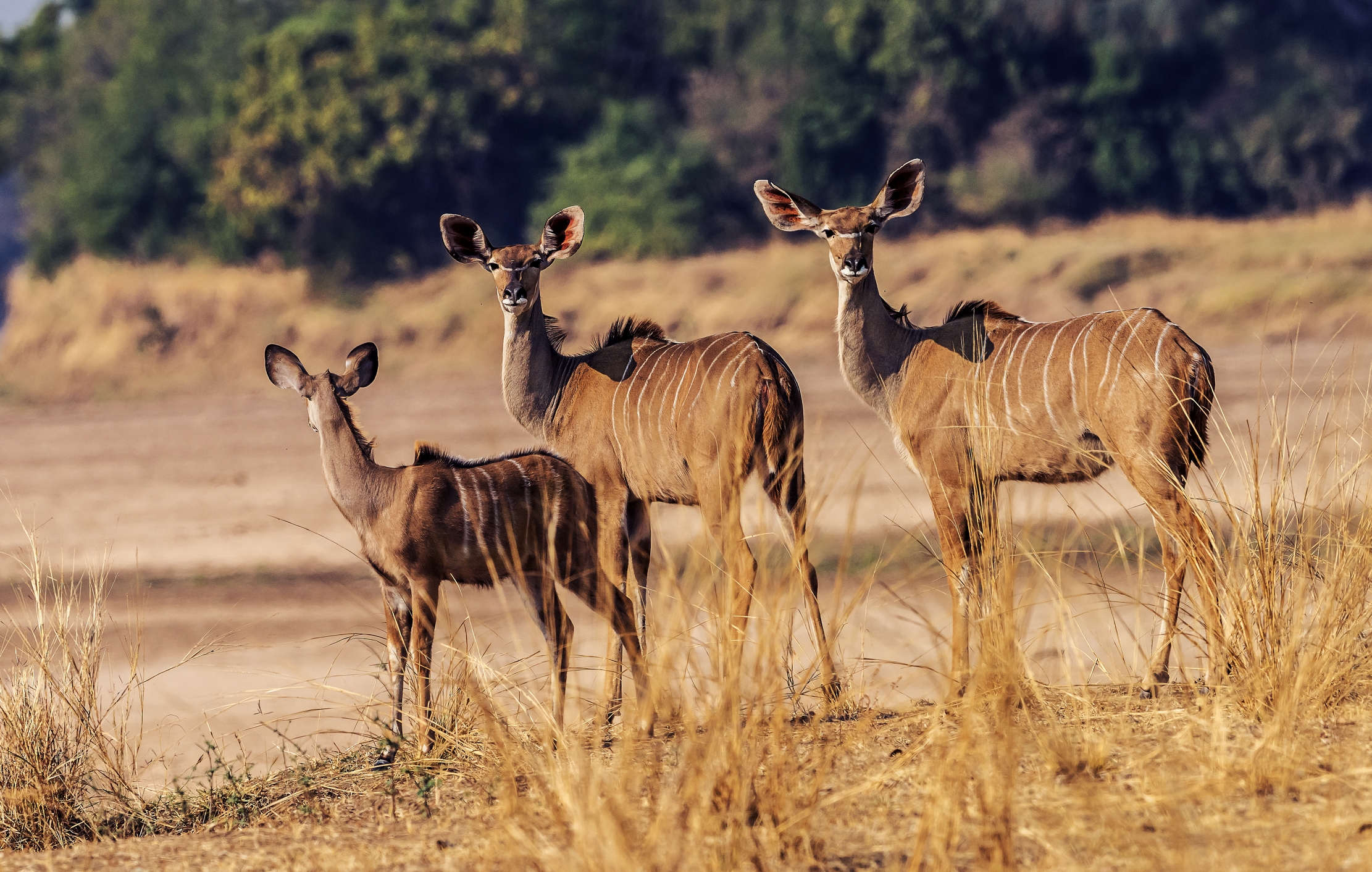 Zambia 2015 - Kudu