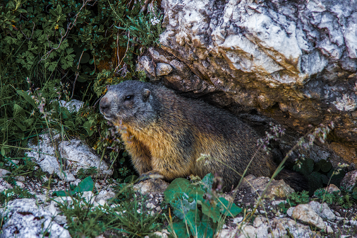 Marmot