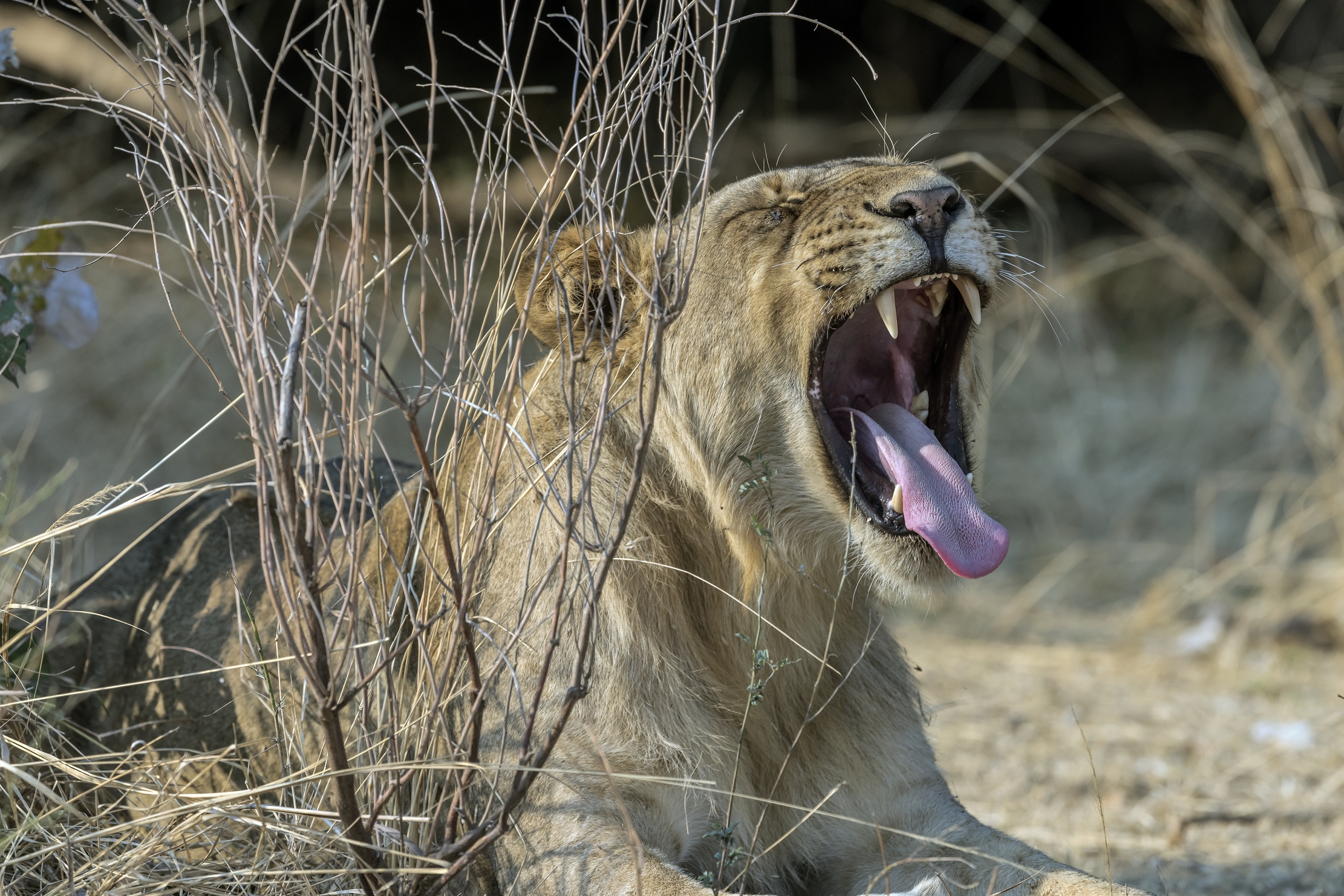 Zambia 2015 - Sul Luangwa