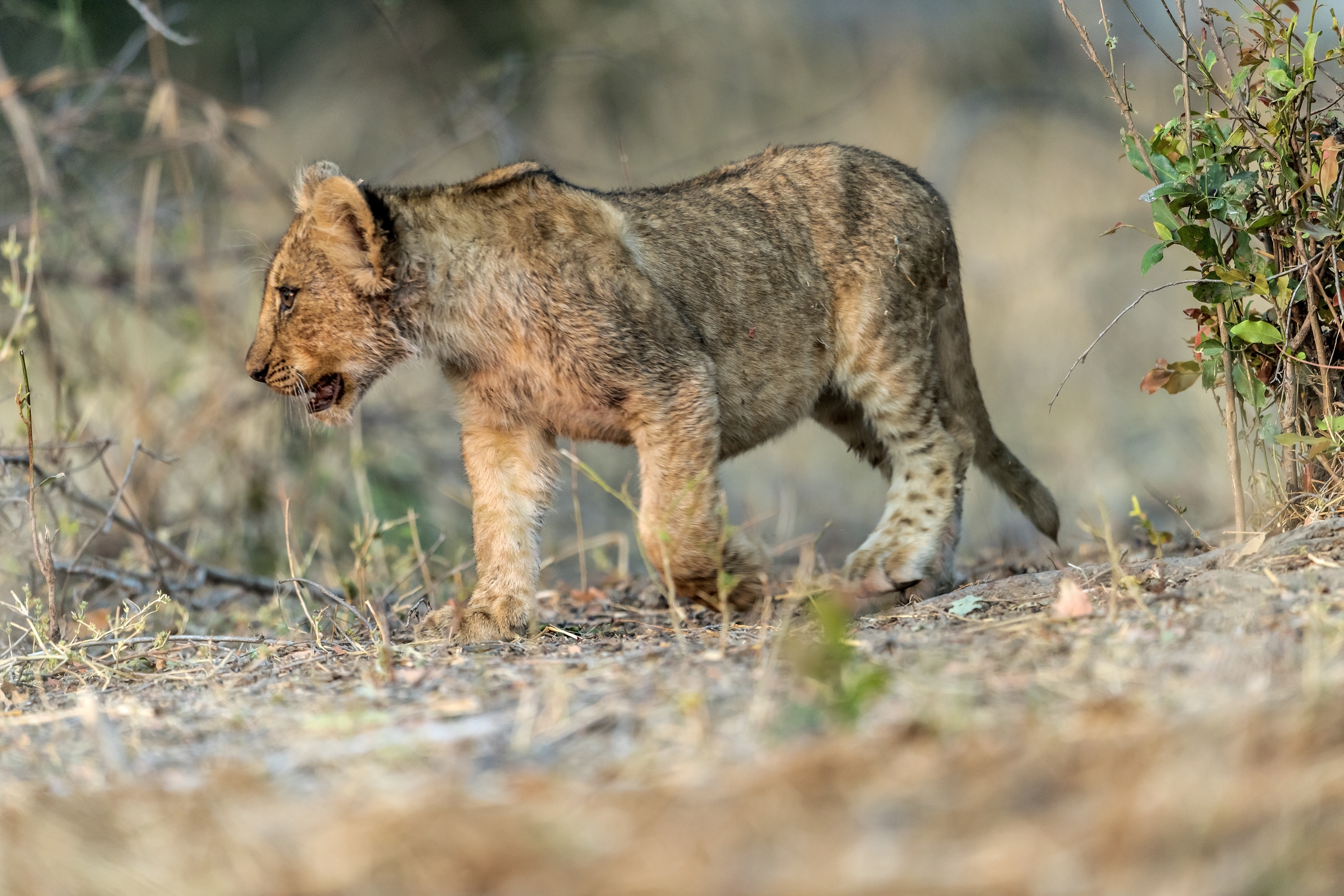 Zambia 2015 - Cucciolo