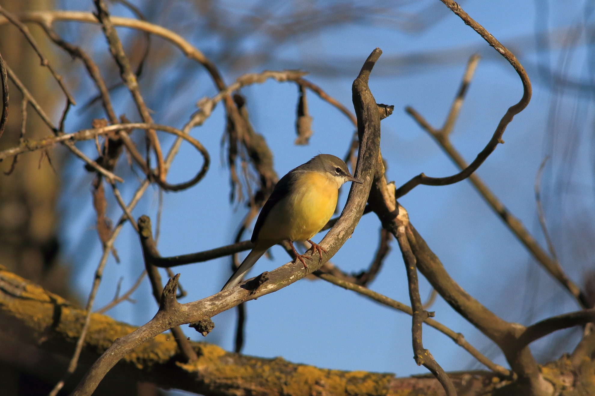Yellow Wagtail