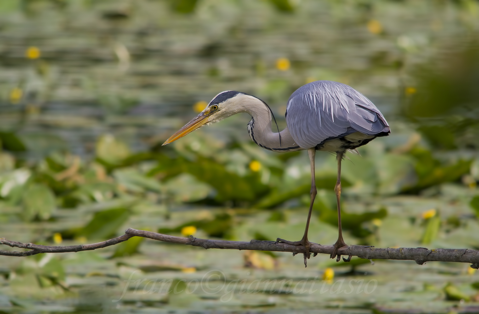 Heron
