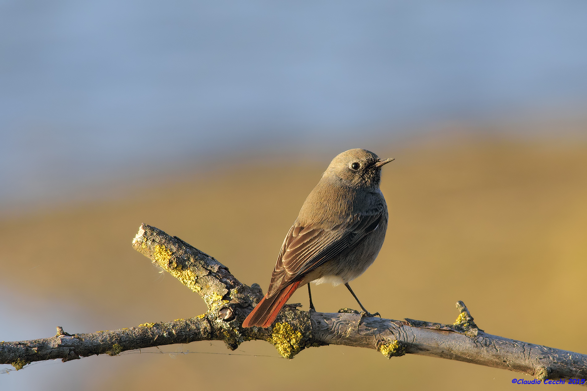 Redstart