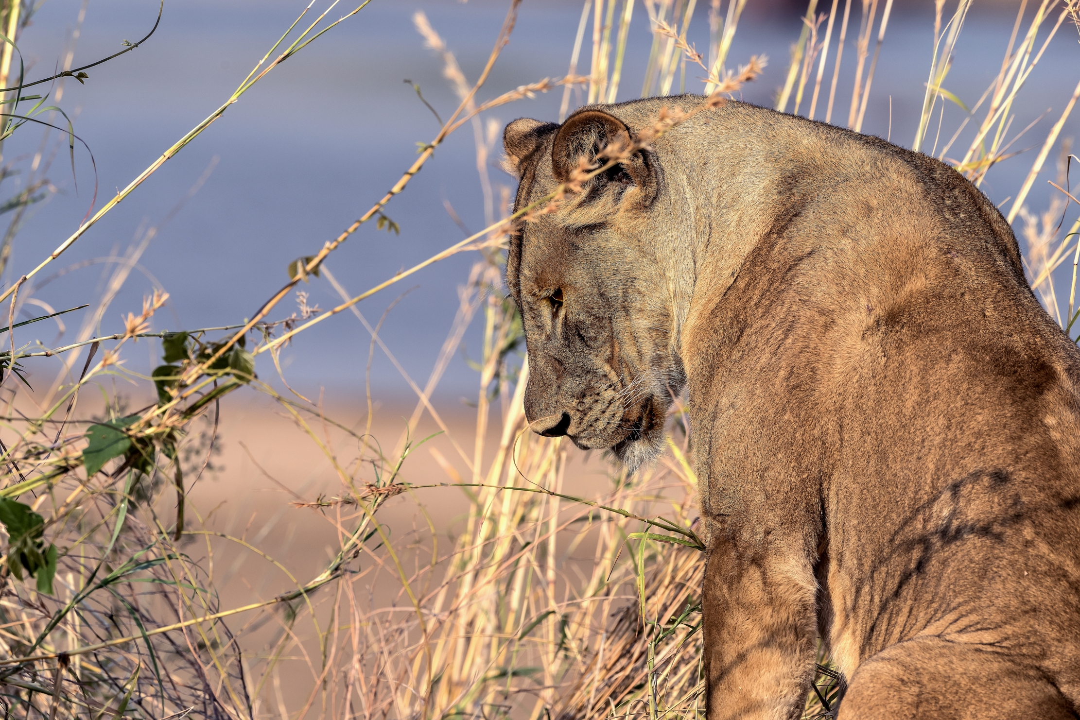Zambia 2015 - Sulle rive del Luangwa