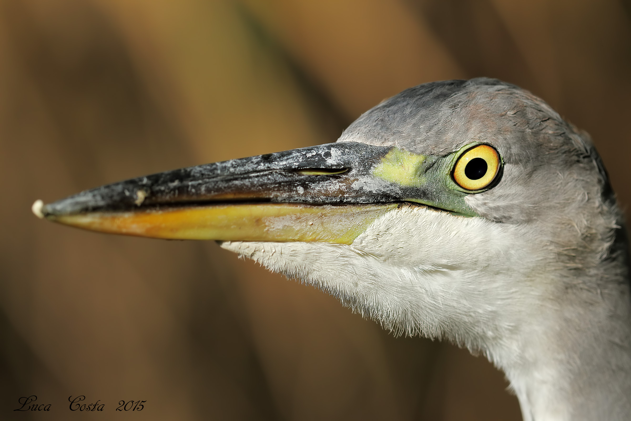 Vicino.....vicinissimo...Troppo Vicino! Airone cenerino