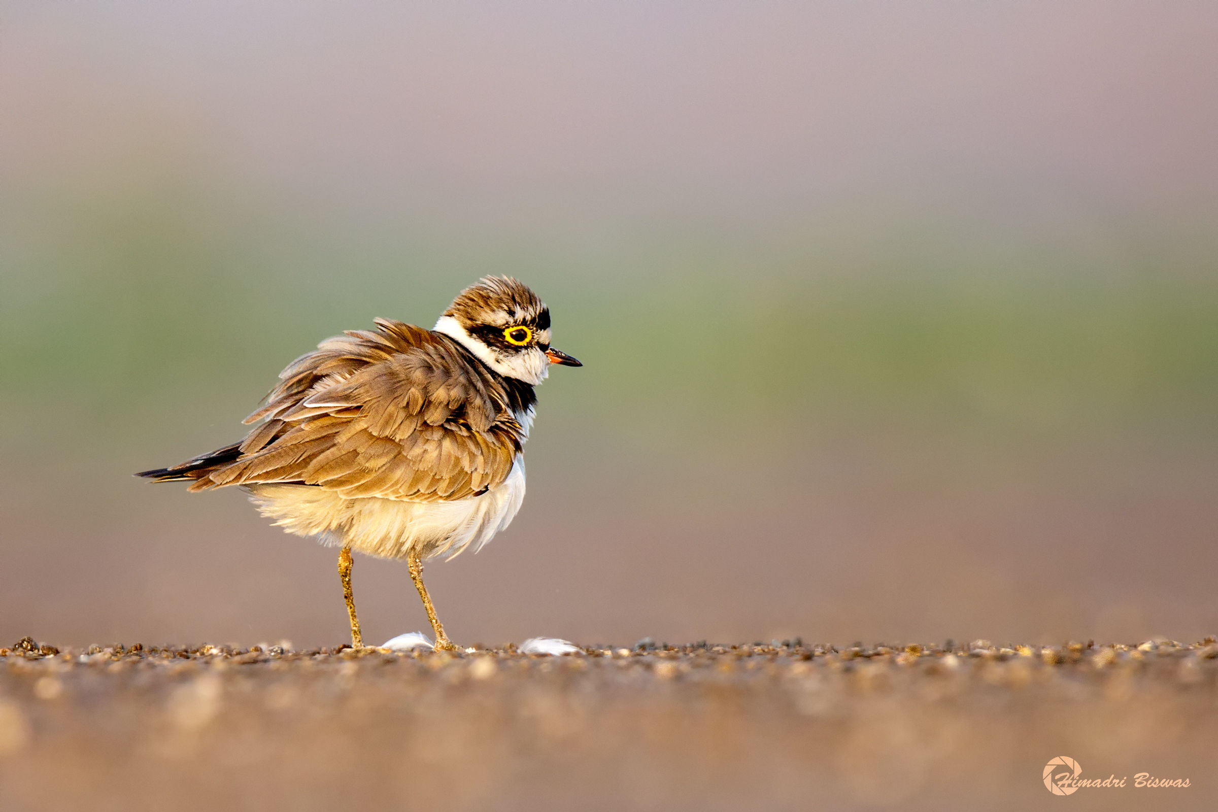 Little ringed plover