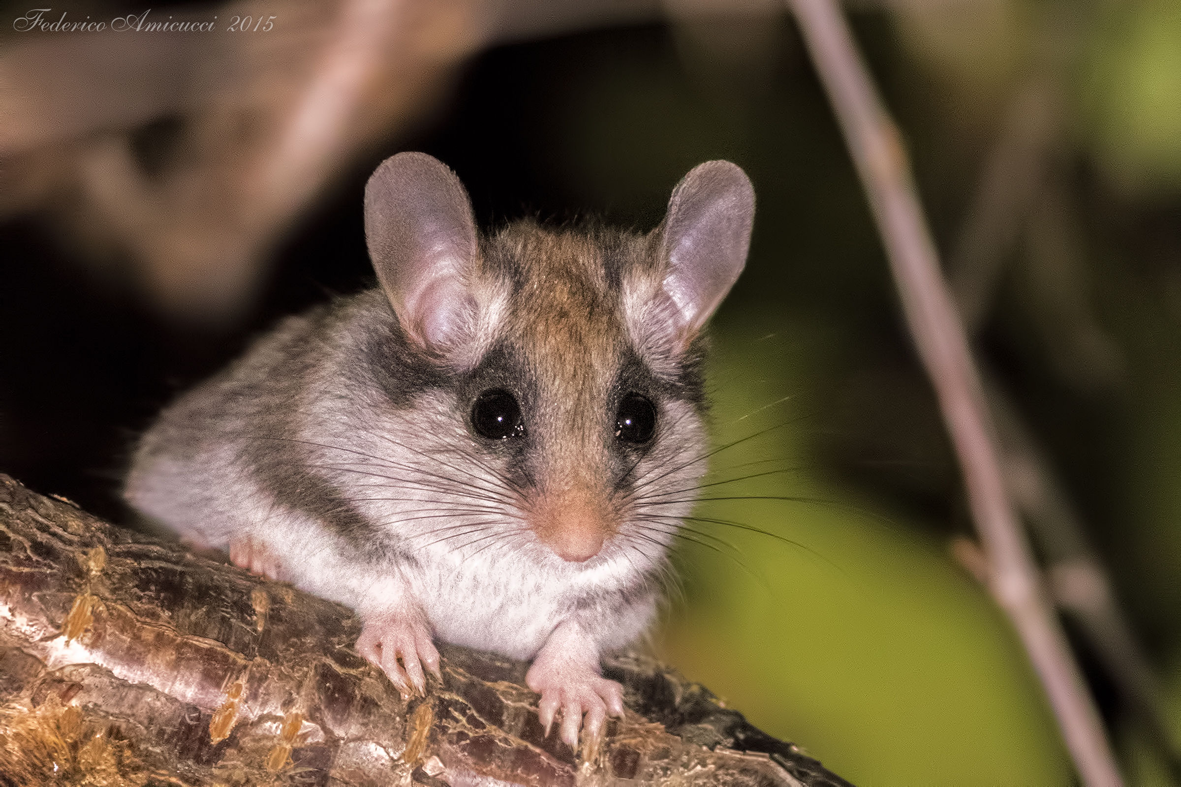 Quercino..nel mio giardino!