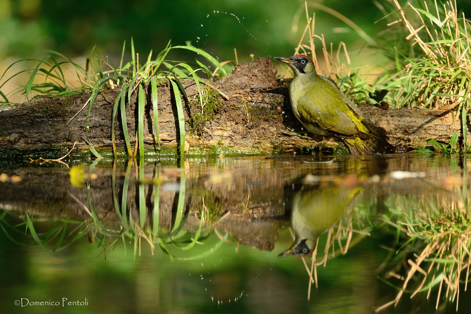 Green all'abbeverata