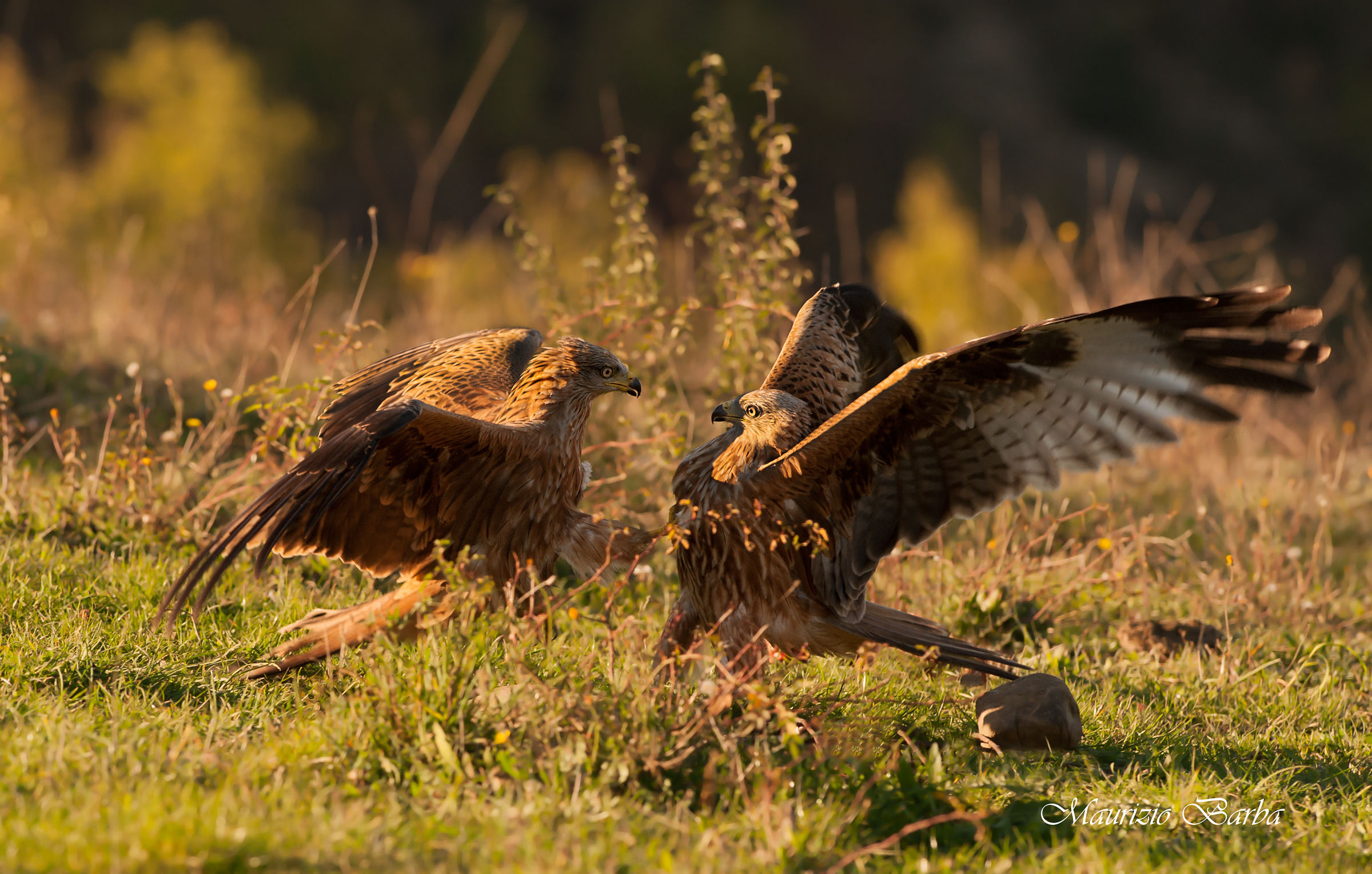 Red Kites