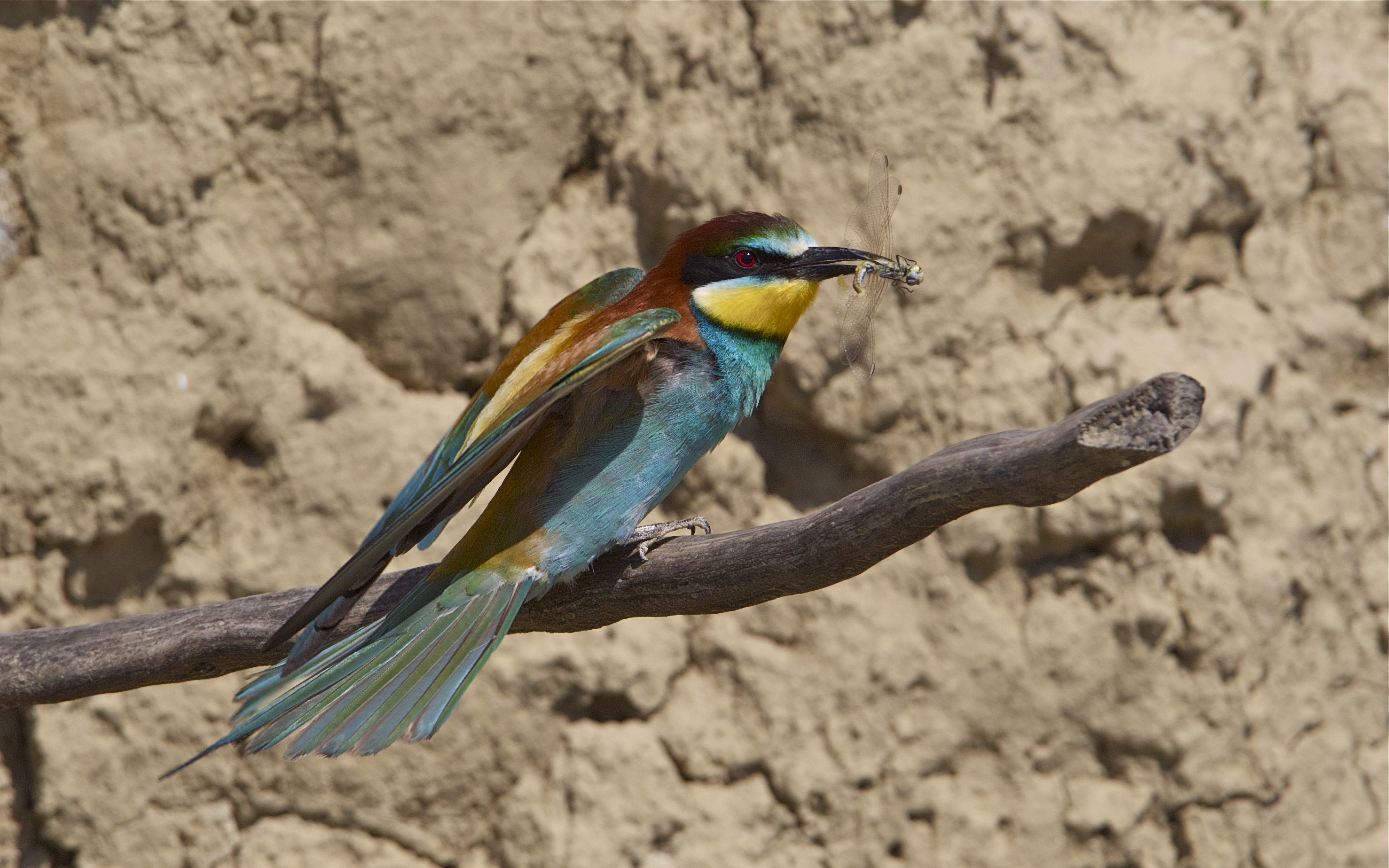Bee-eater and dragonfly