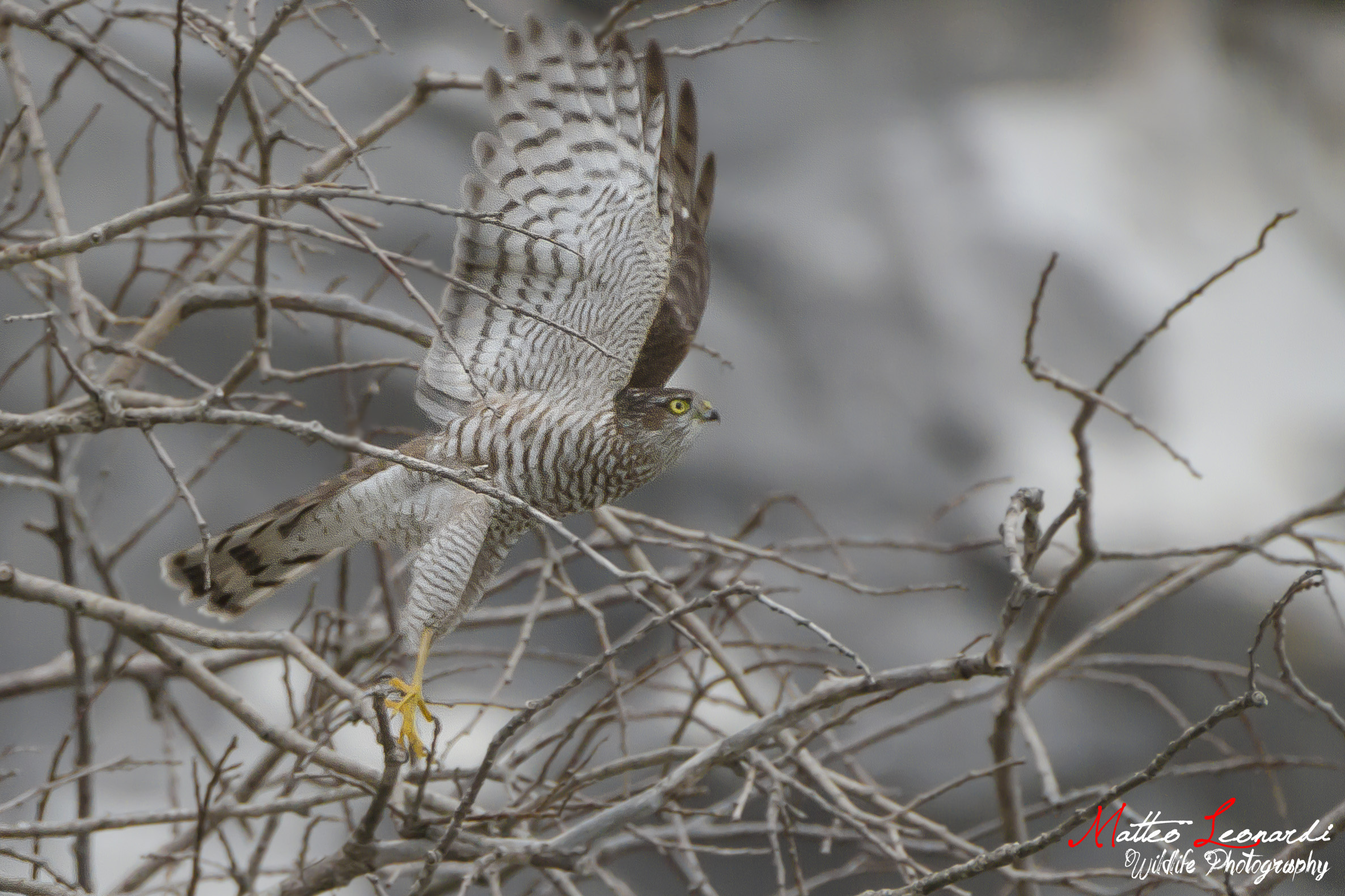 Sparviere - Alpi Apuane