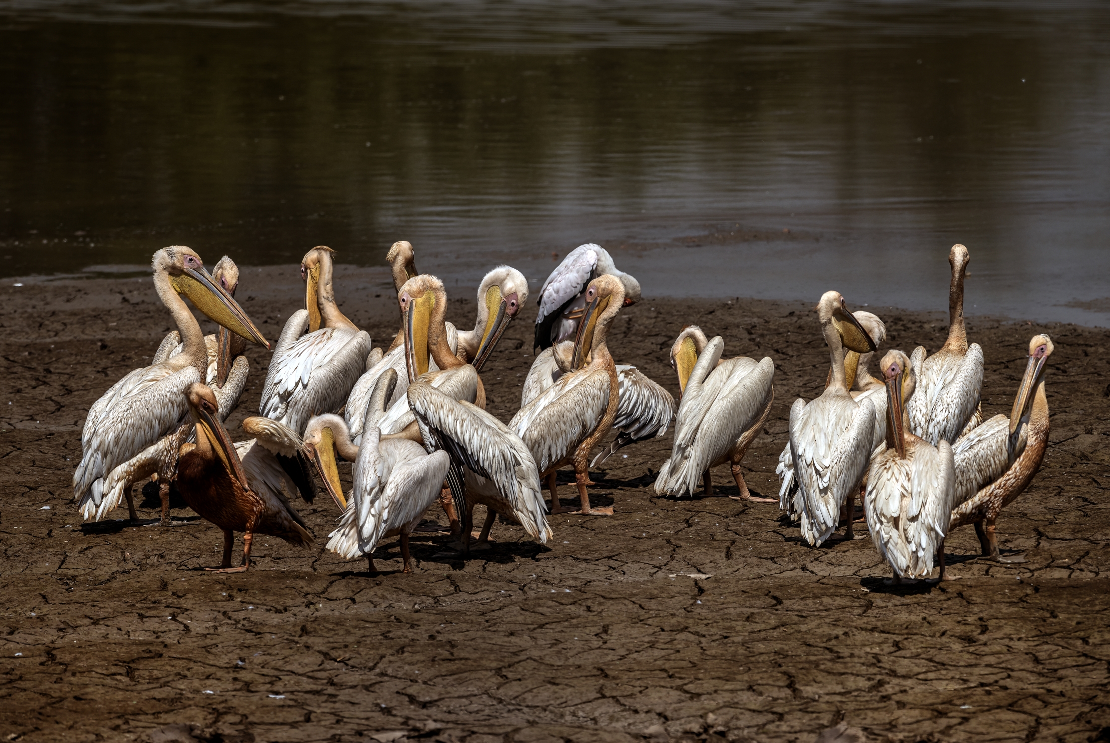 Zambia 2015 - Sulle rive del Luangwa