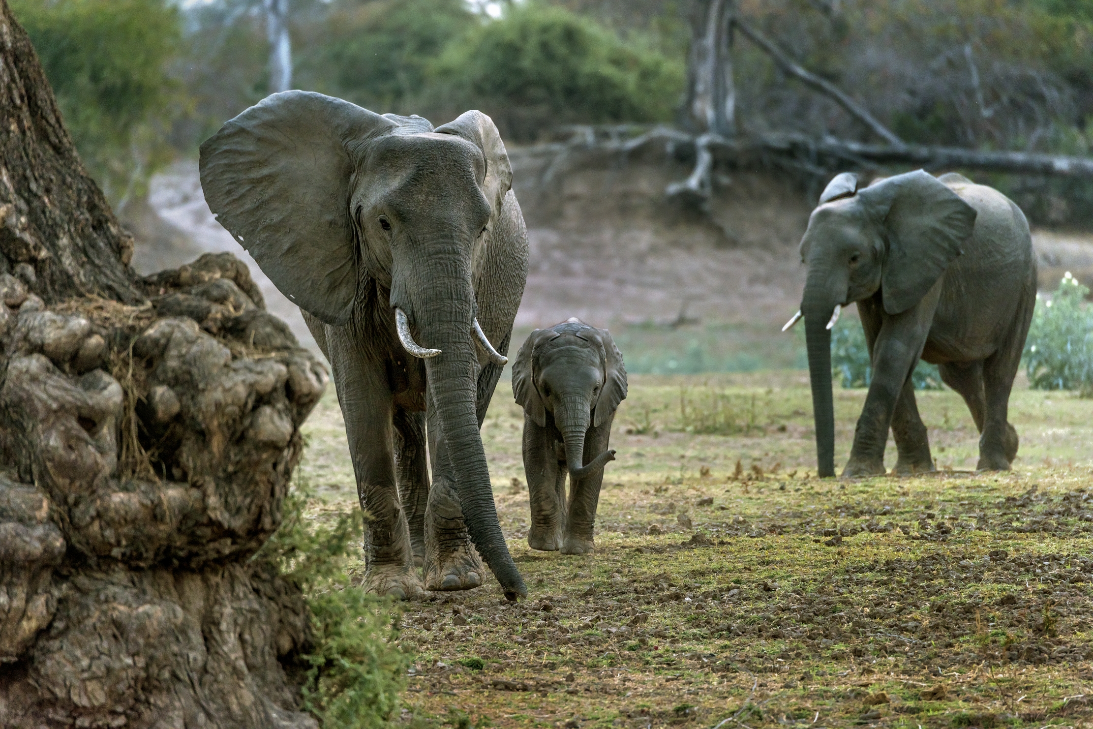 Zambia 2015 - Elephants all'imbrunire