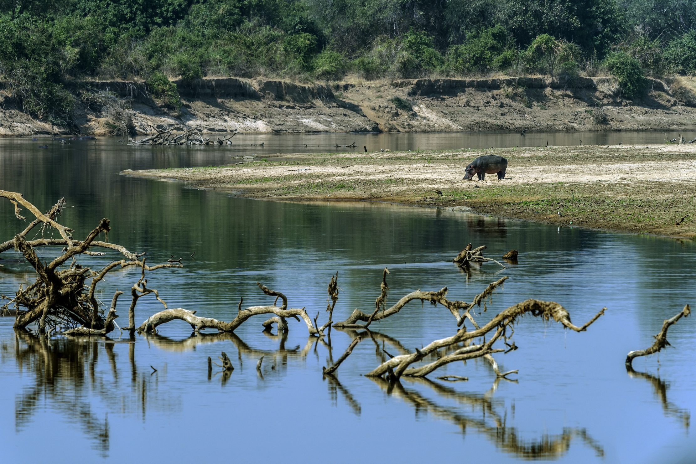 Zambia 2015 - Sul Luangwa