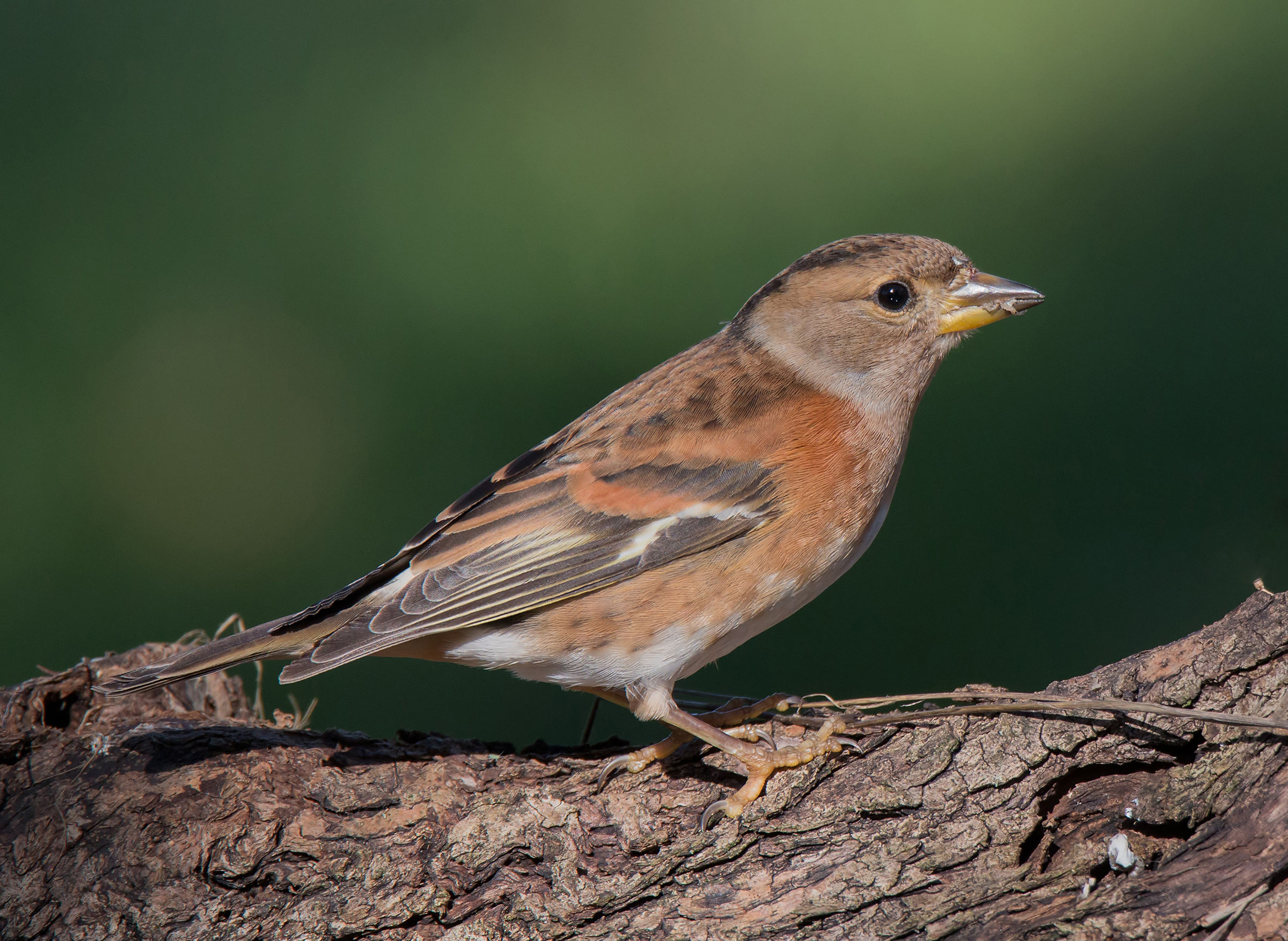 Brambling
