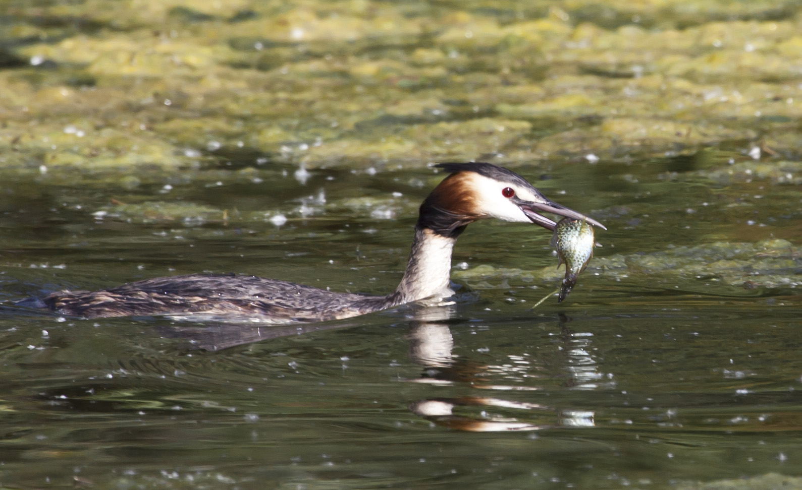Svasso Maggiore a pesca