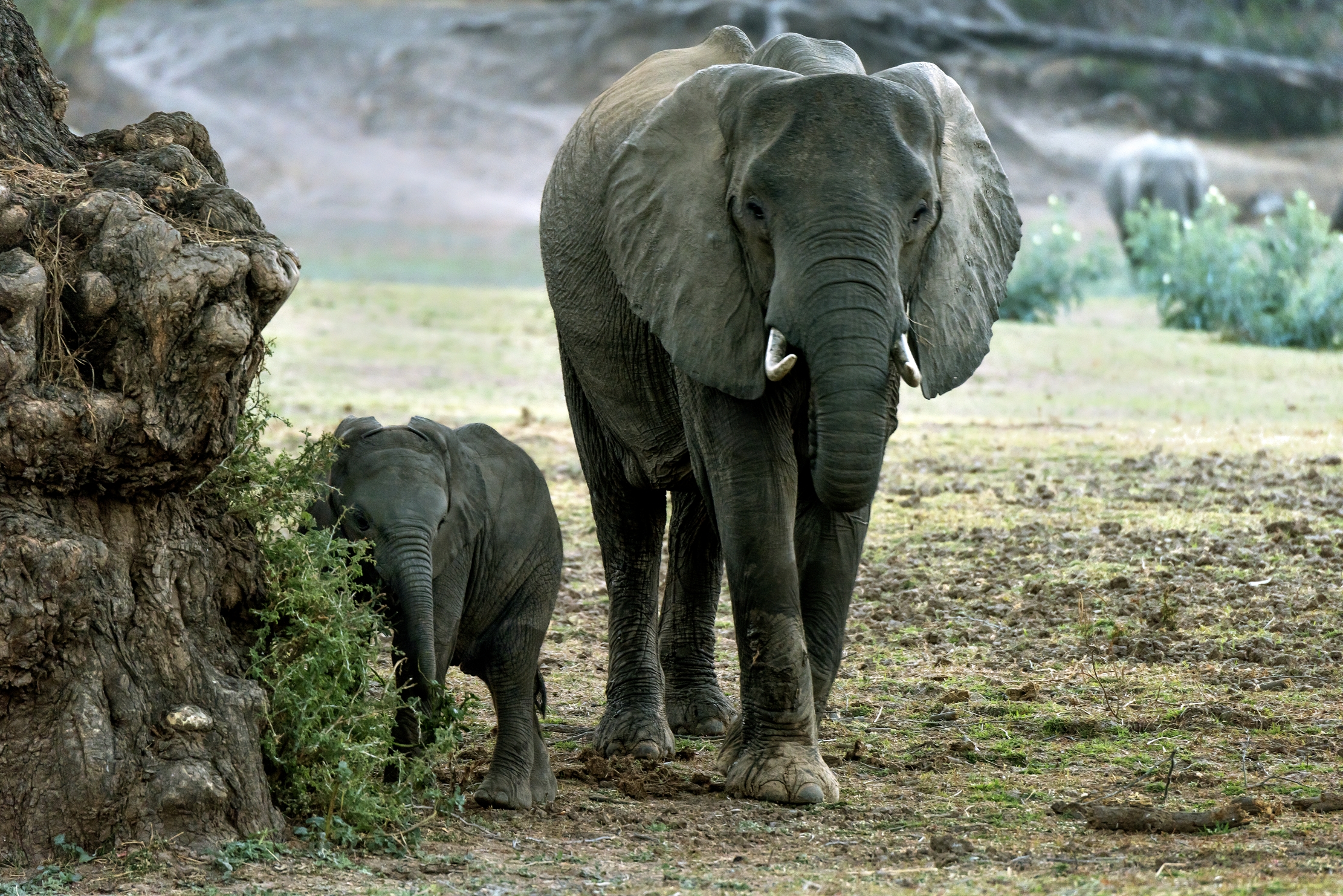 Zambia 2015 - Elephants all'imbrunire