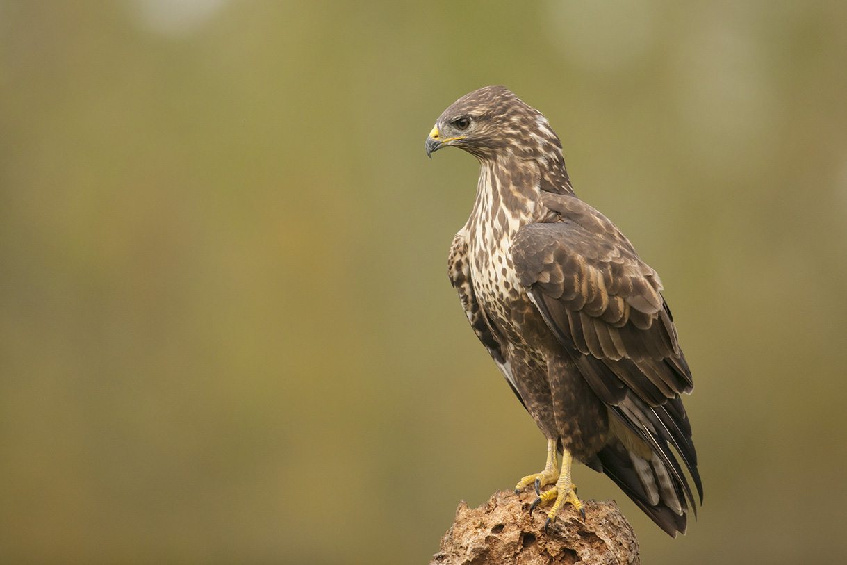 poiana con sgardo austero
