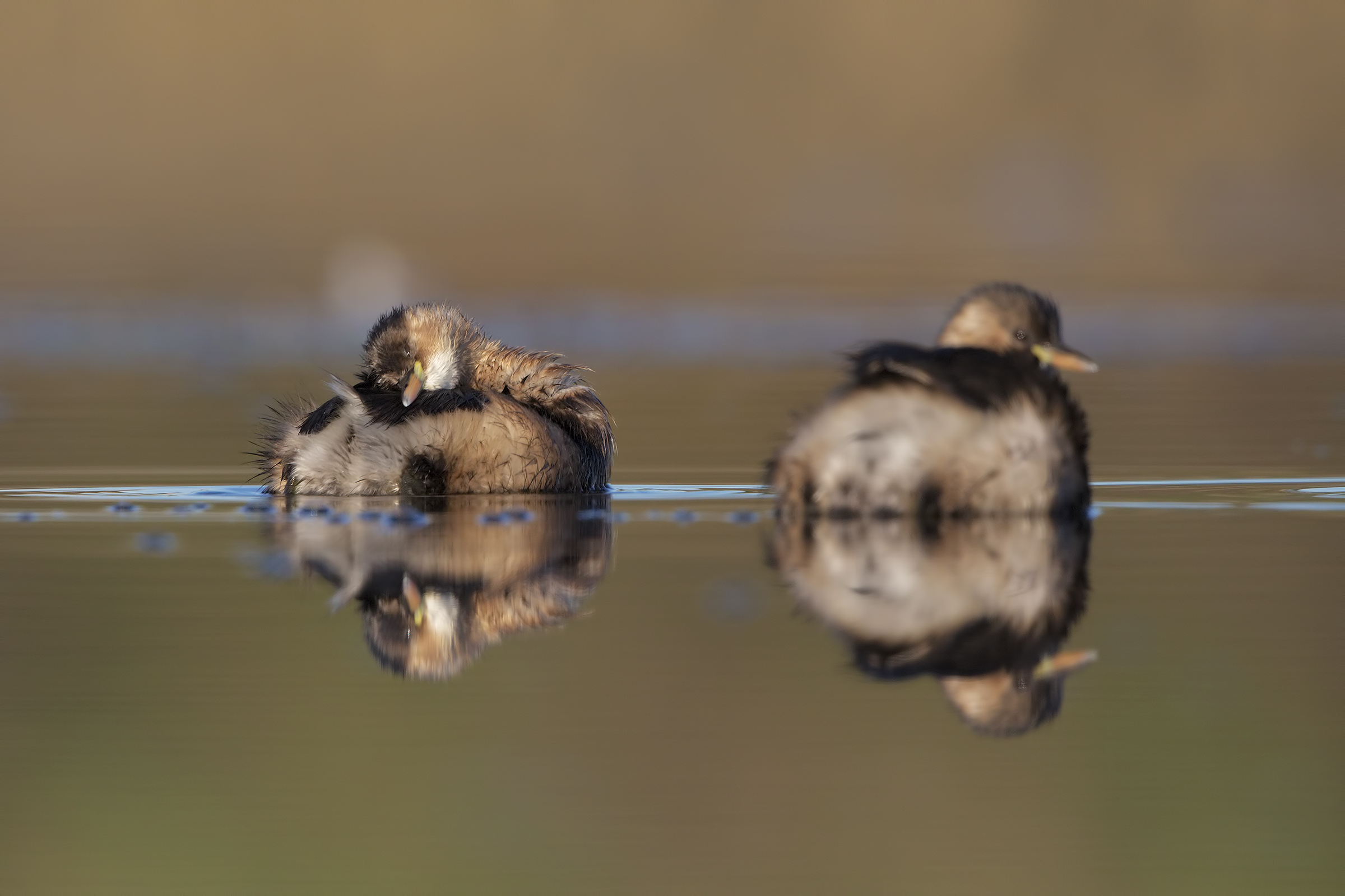 Un cuscino di piume ( tuffetti )